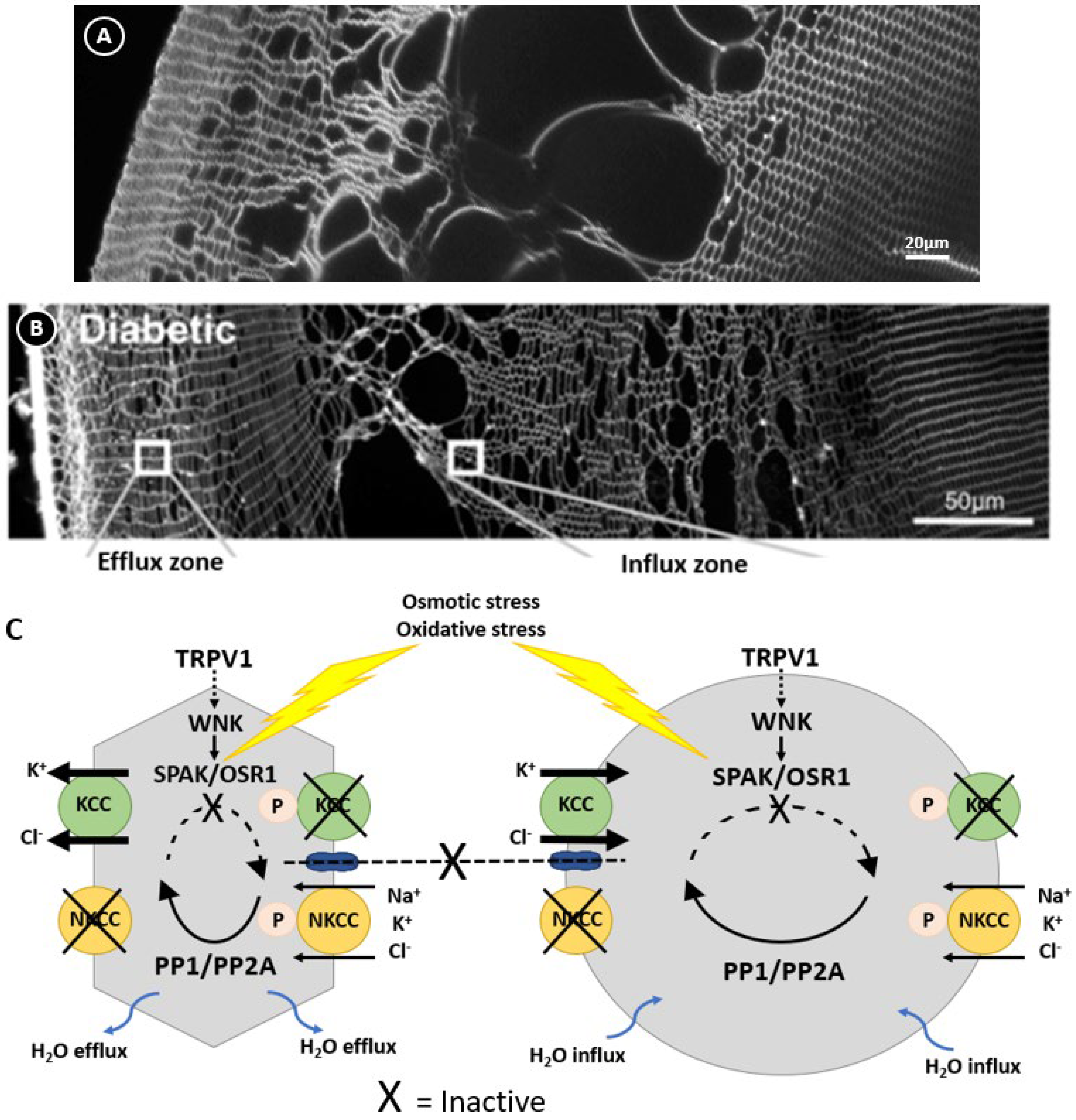 Ijms 25 09042 g006 Ijms 25 09042 g006
