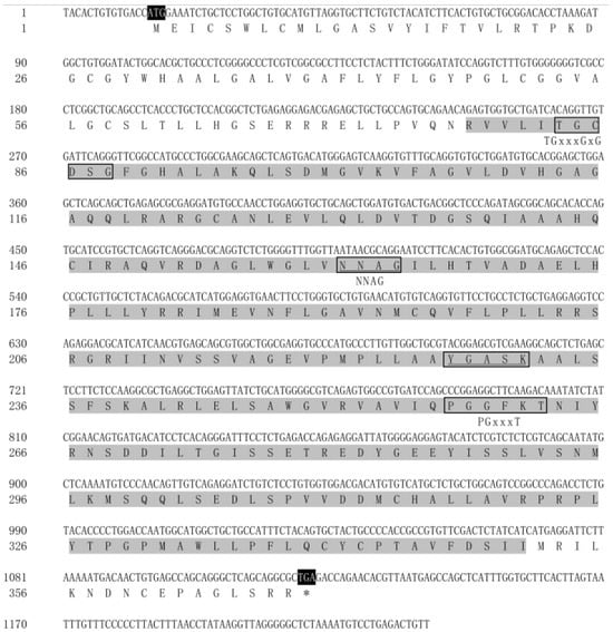 Characterization and Functional Analysis of the 17 Beta  