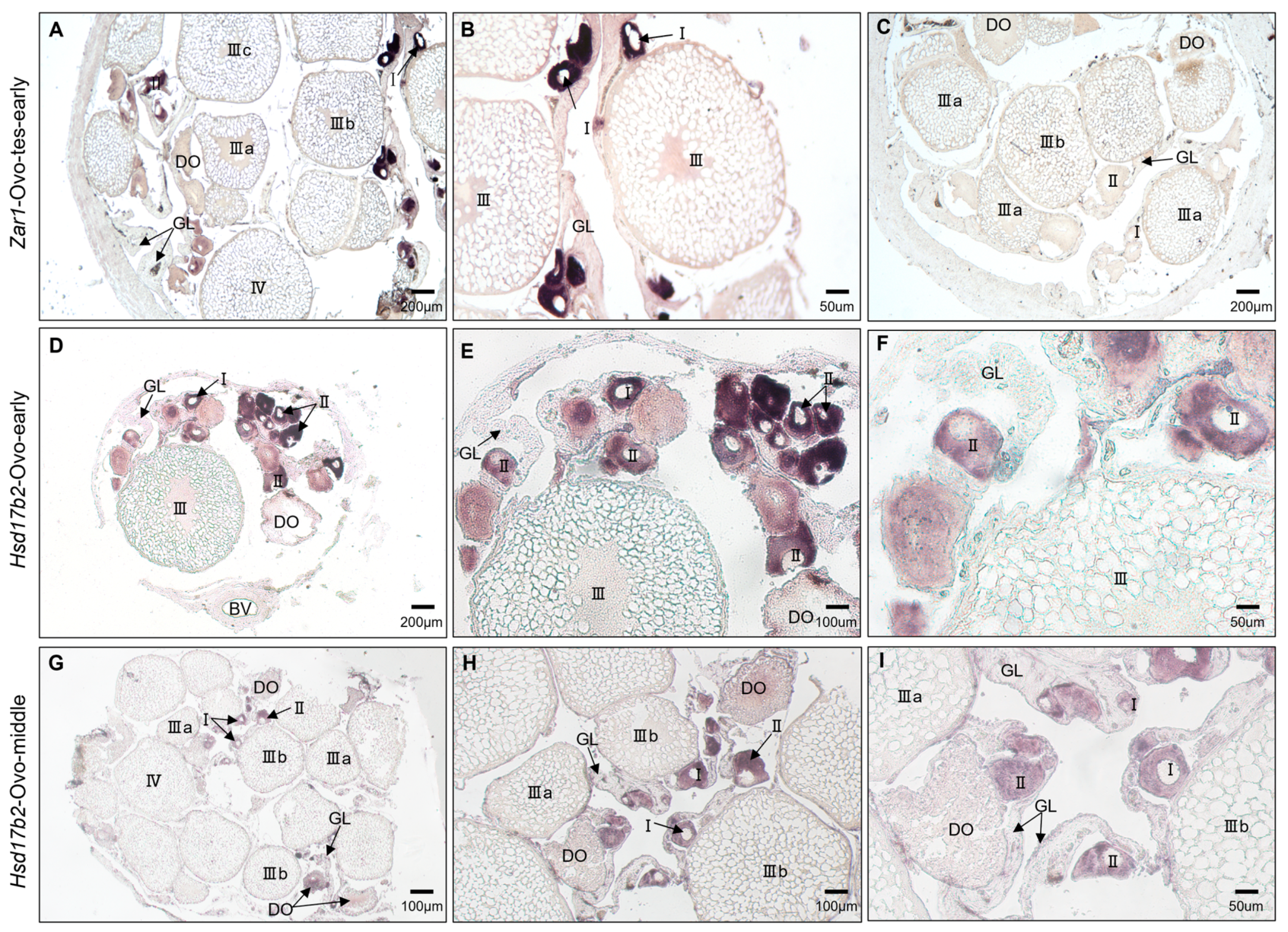 Ijms 25 09063 g005 Ijms 25 09063 g005