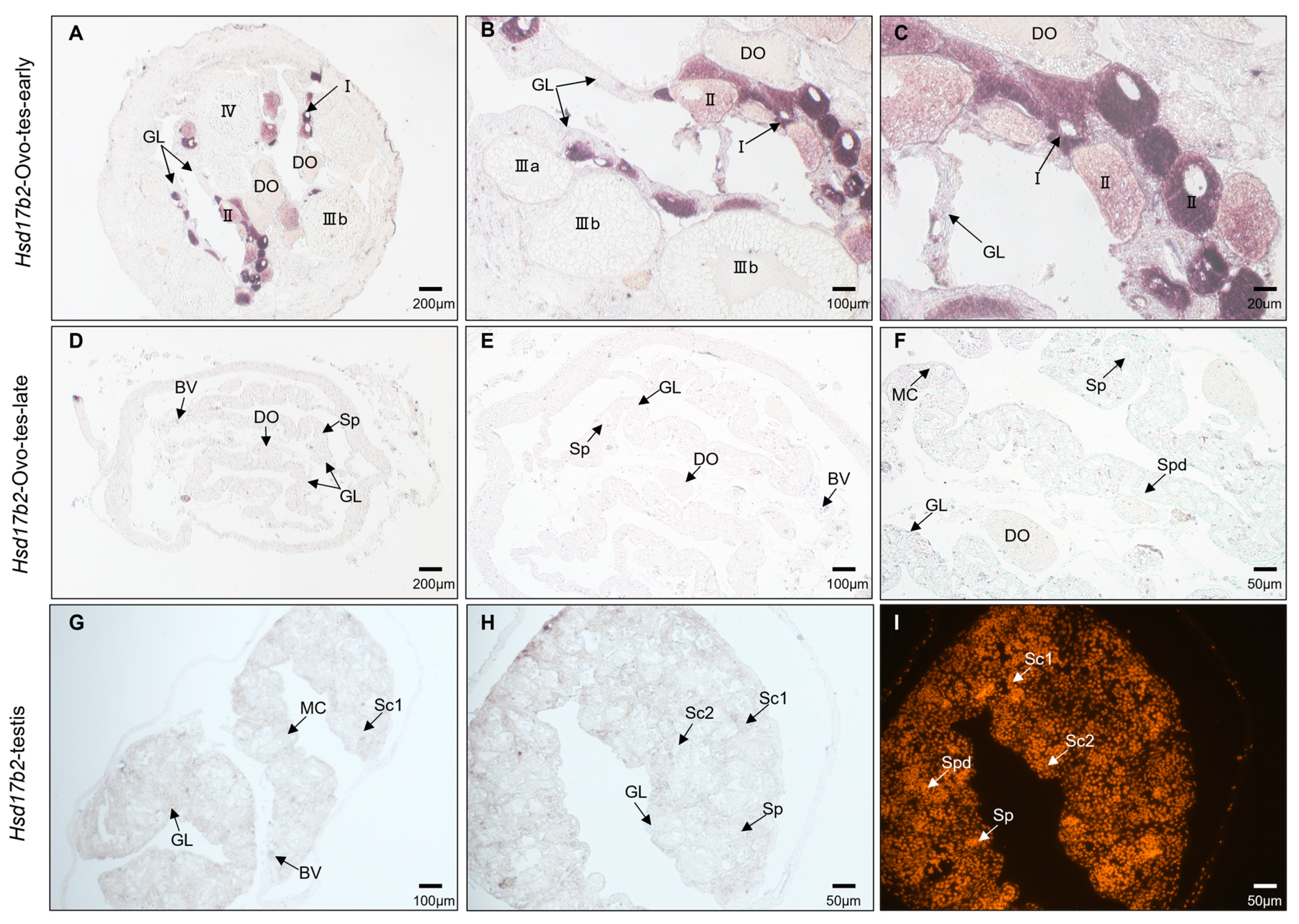 Ijms 25 09063 g006 Ijms 25 09063 g006