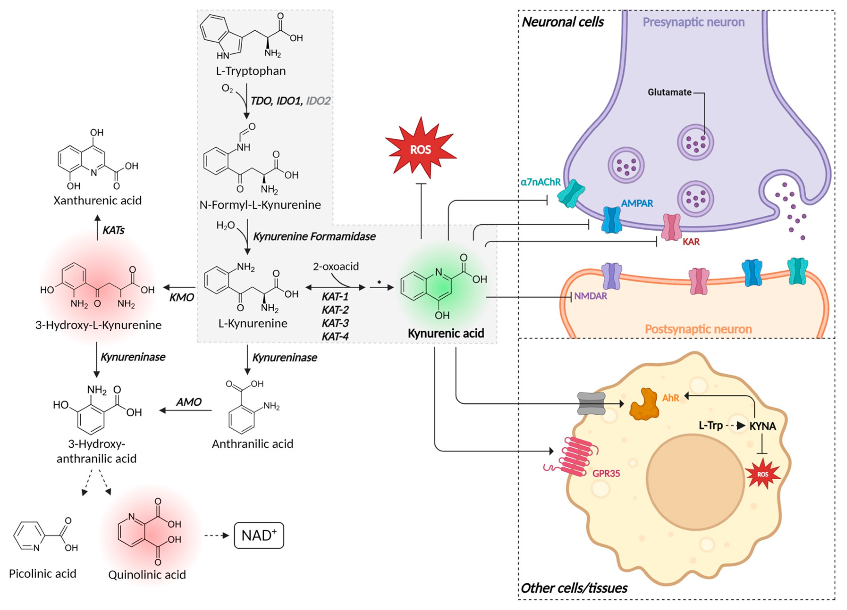Ijms 25 09082 g002 Ijms 25 09082 g002