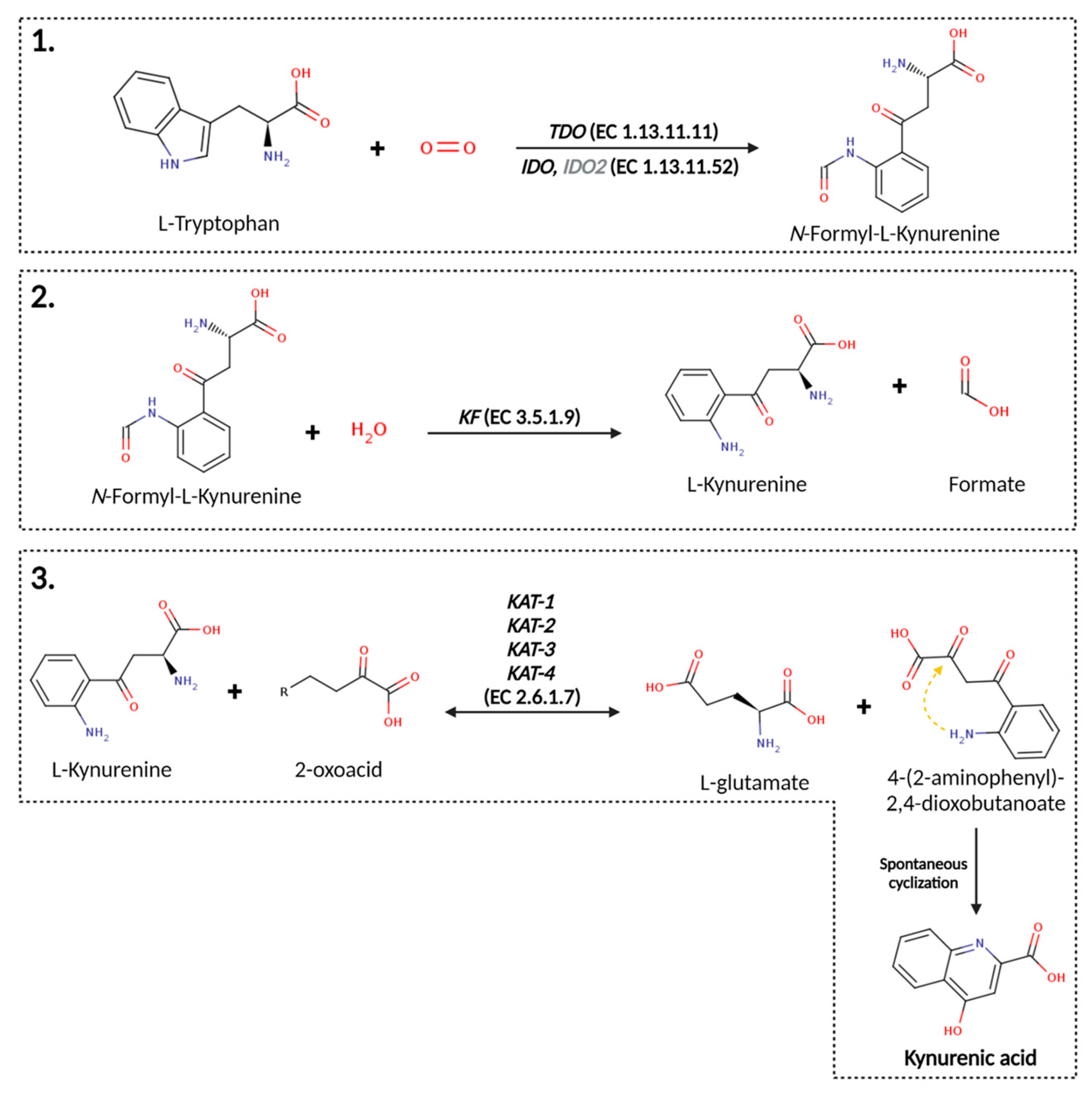 Ijms 25 09082 g003 Ijms 25 09082 g003