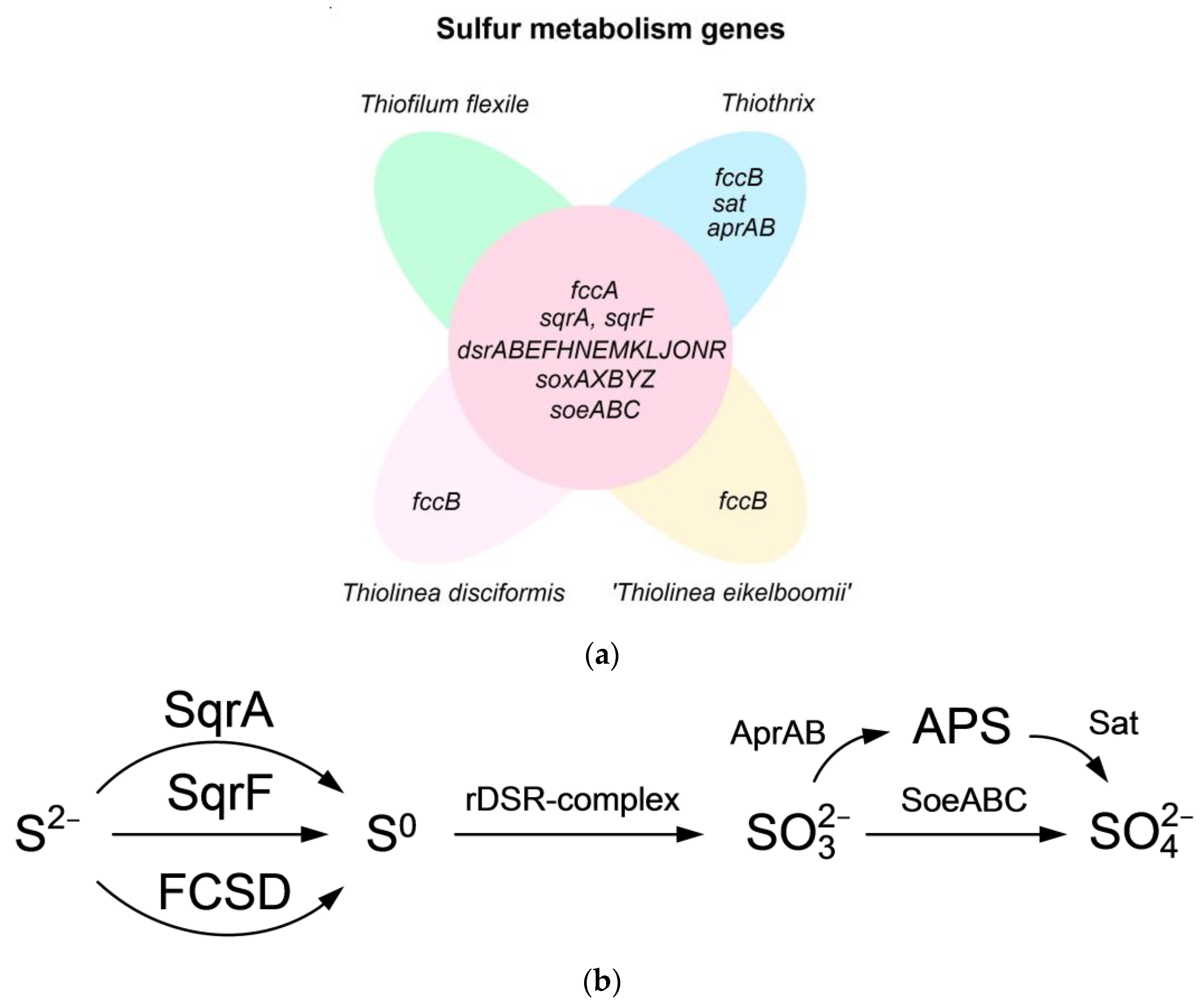 Ijms 25 09093 g003 Ijms 25 09093 g003