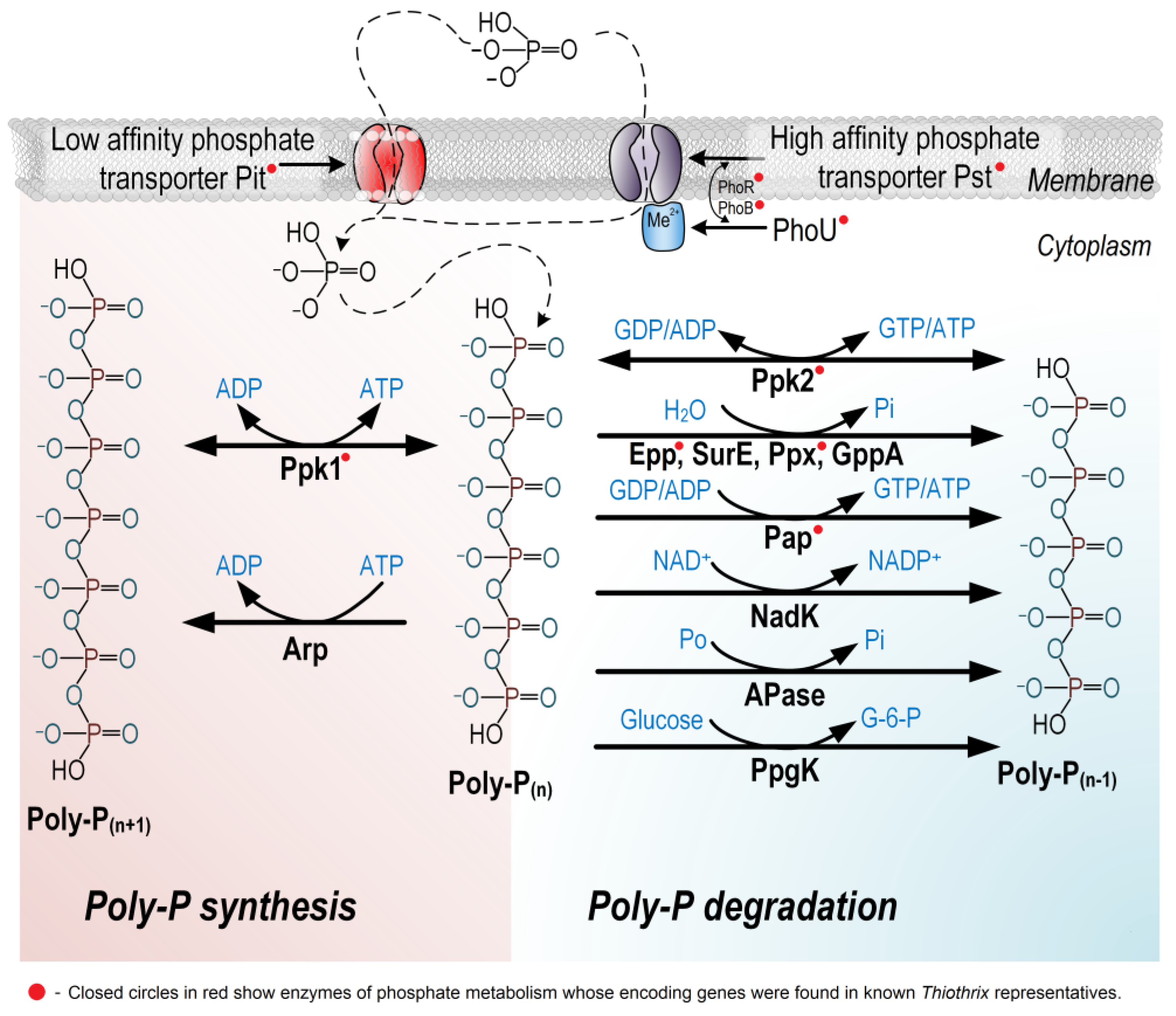 Ijms 25 09093 g004 Ijms 25 09093 g004