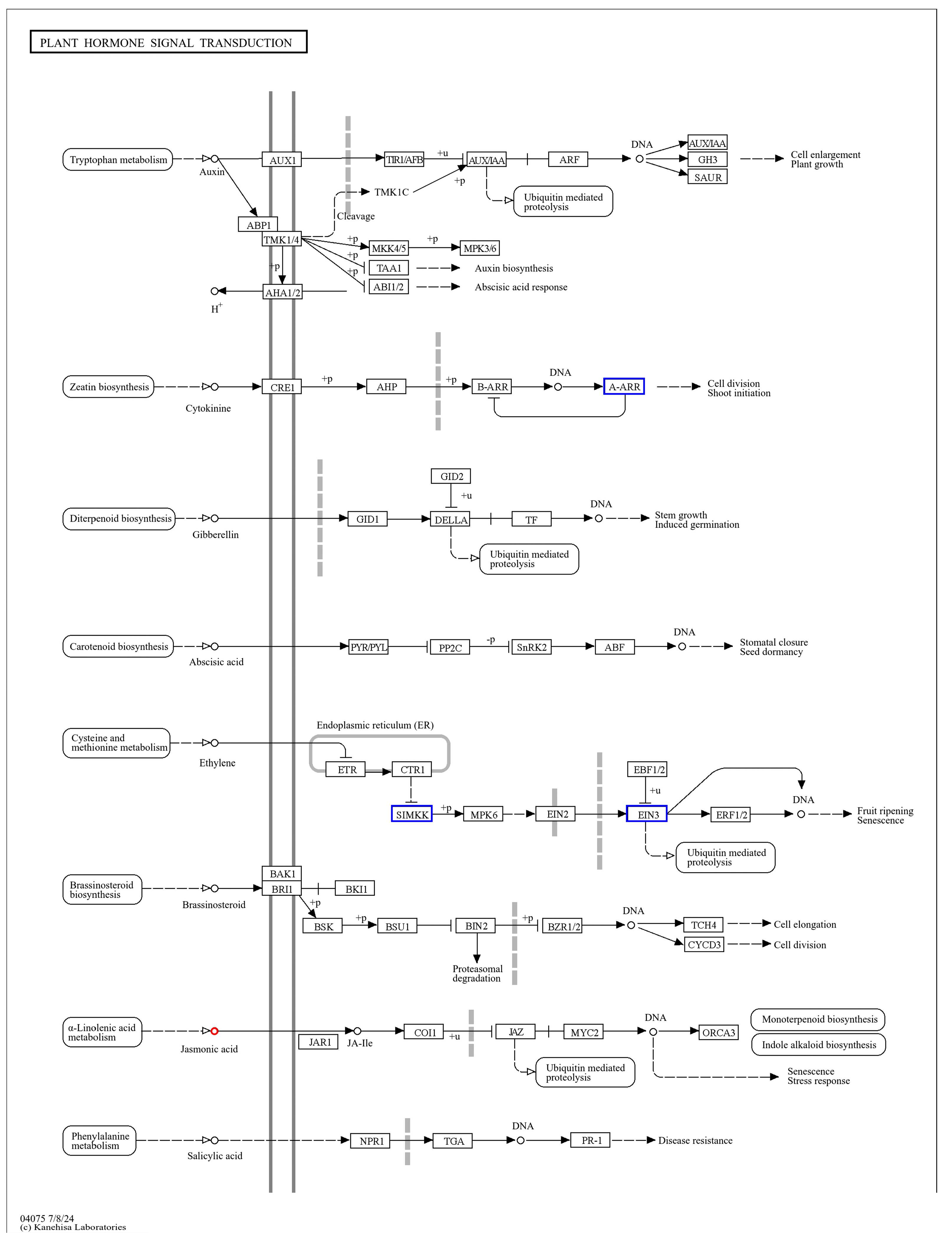 Ijms 25 09124 g012 Ijms 25 09124 g012