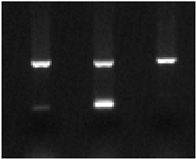 Ijms 25 09127 i004 Ijms 25 09127 i004