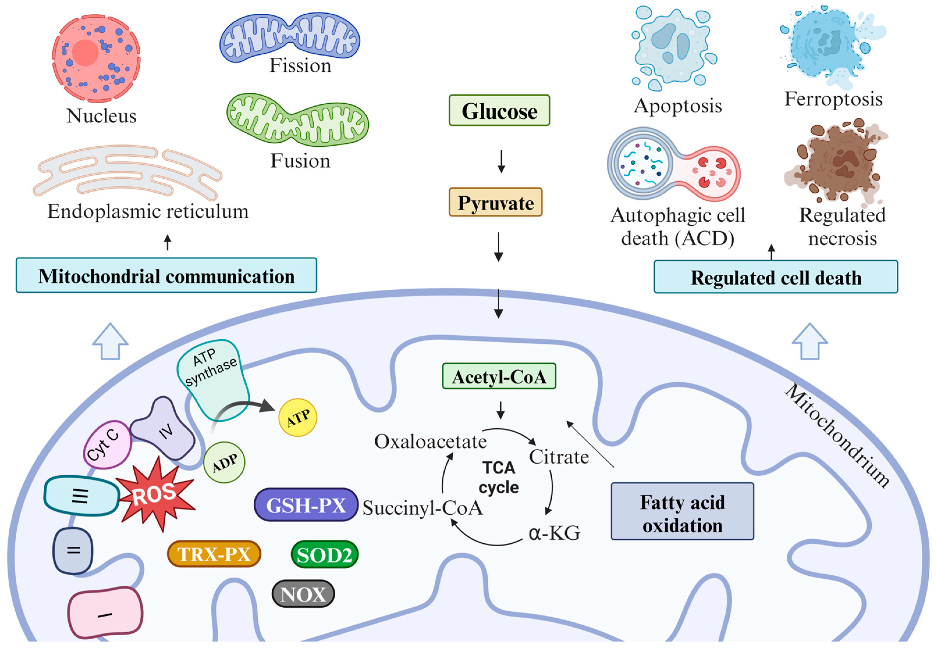 Ijms 25 09143 g001 Ijms 25 09143 g001