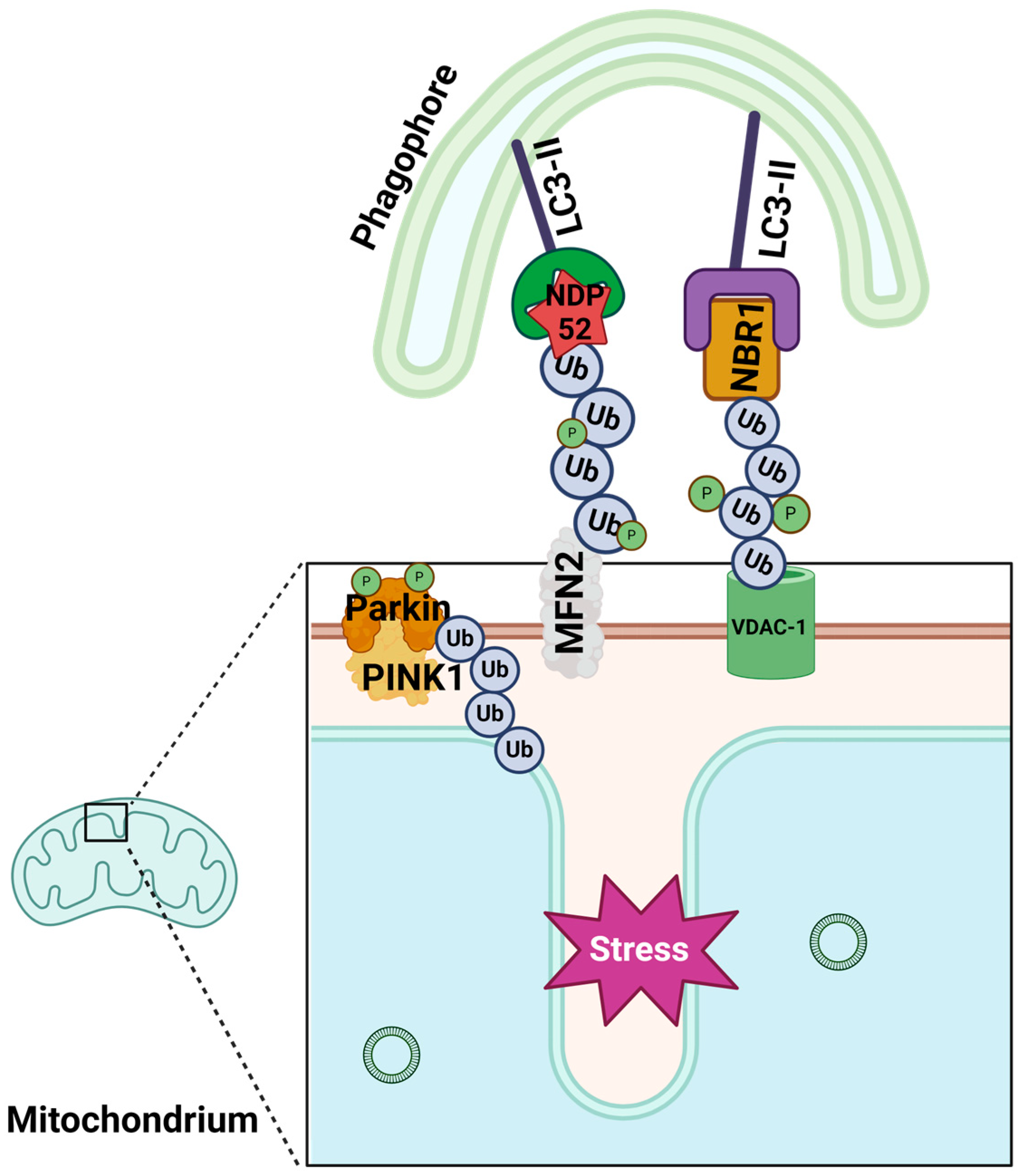 Ijms 25 09143 g003 Ijms 25 09143 g003