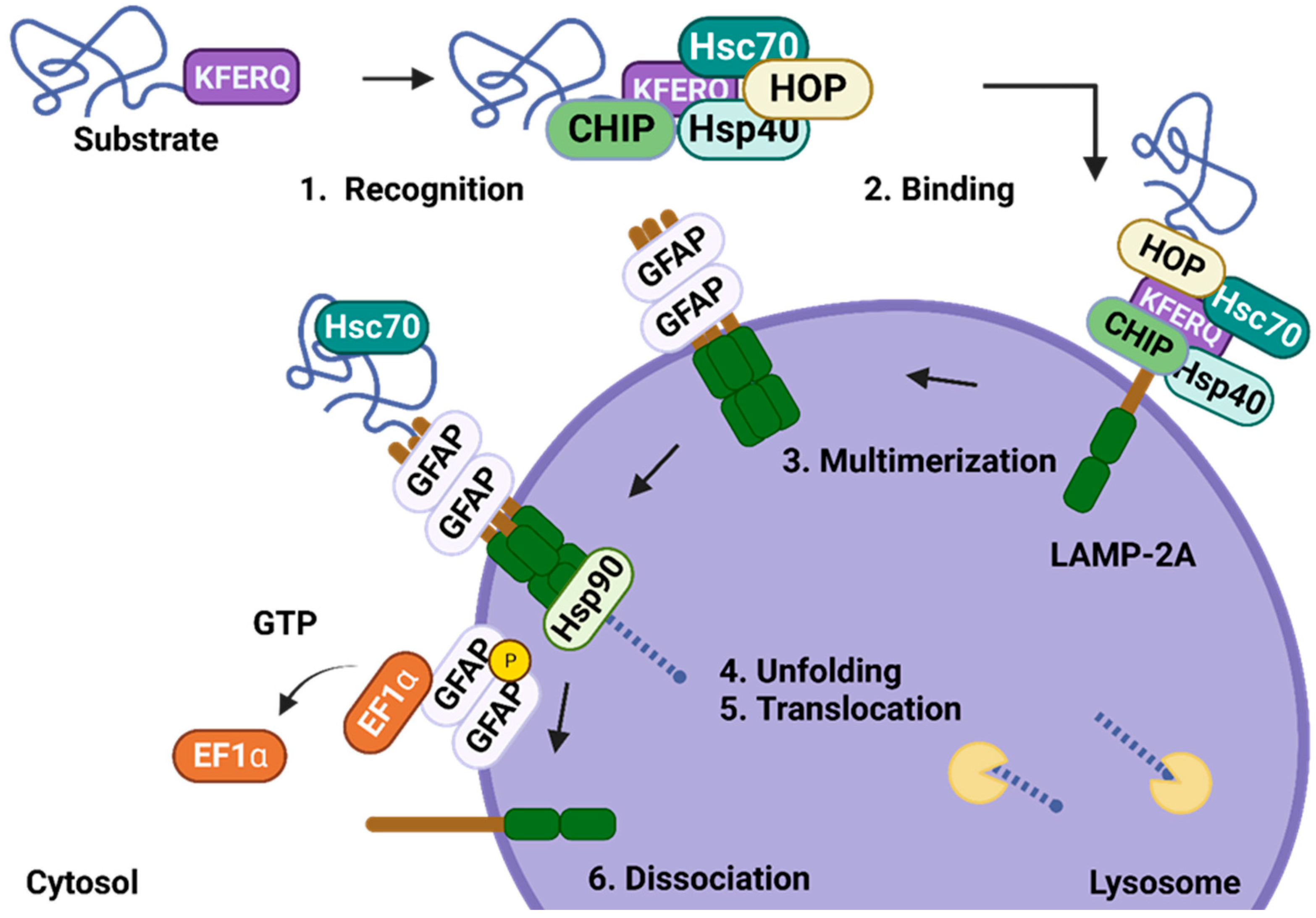 Ijms 25 09143 g004 Ijms 25 09143 g004