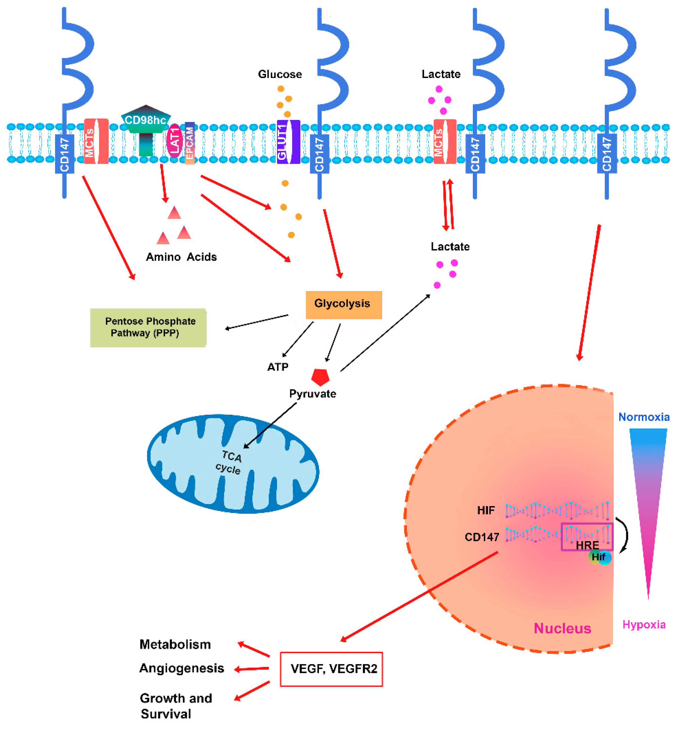 Ijms 25 09178 g001 Ijms 25 09178 g001