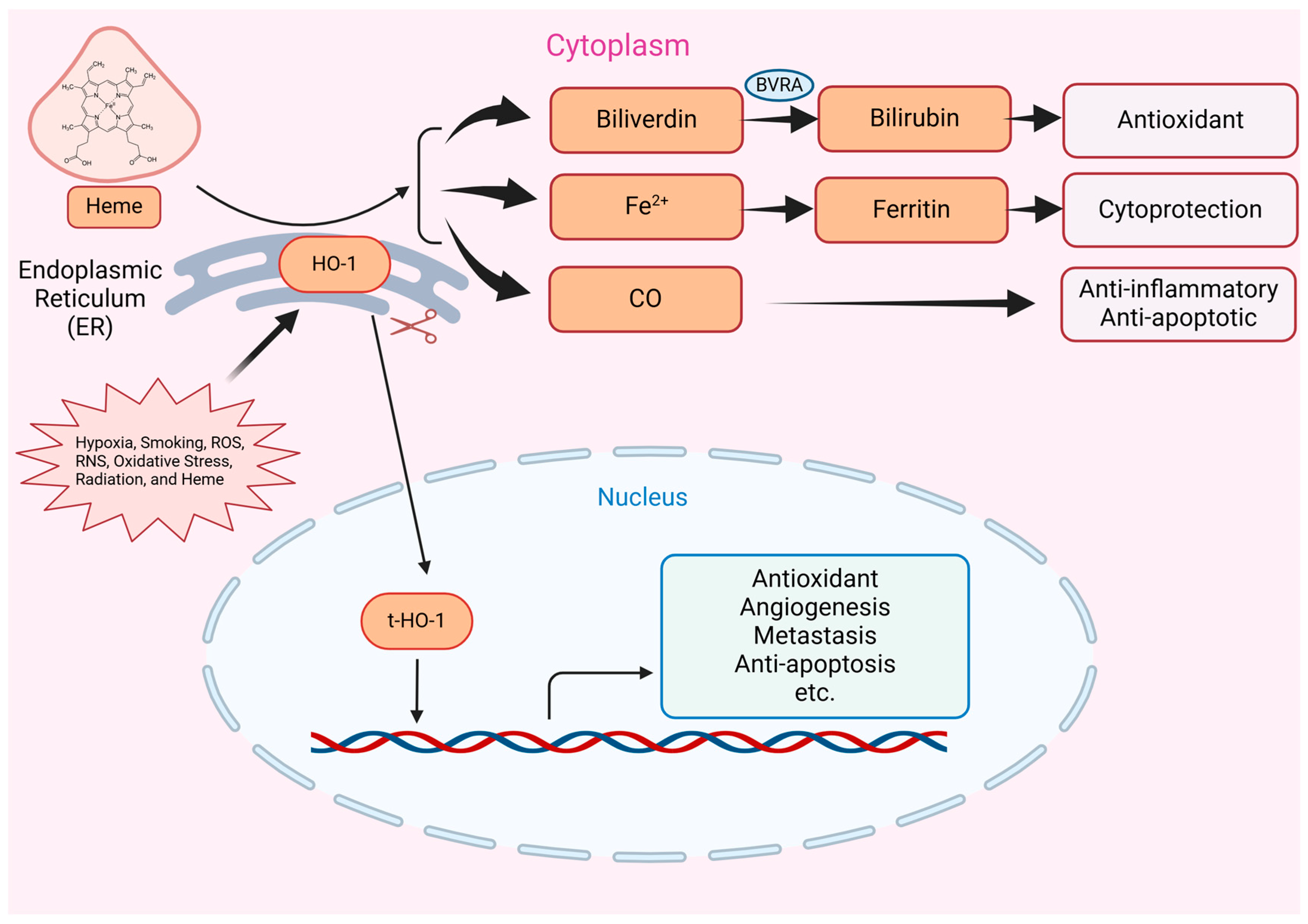 Ijms 25 09195 g002 Ijms 25 09195 g002