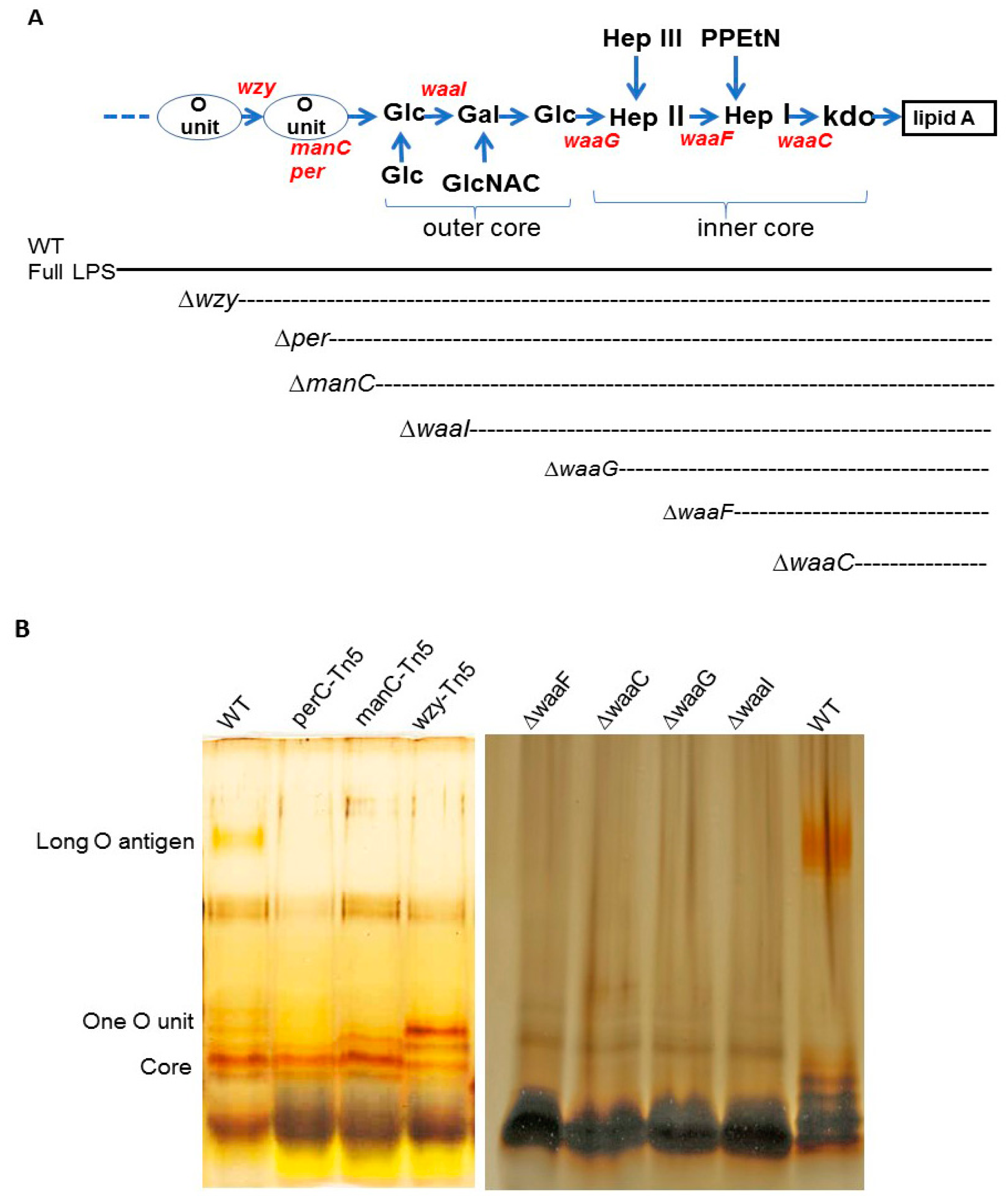 Ijms 25 09224 g001 Ijms 25 09224 g001