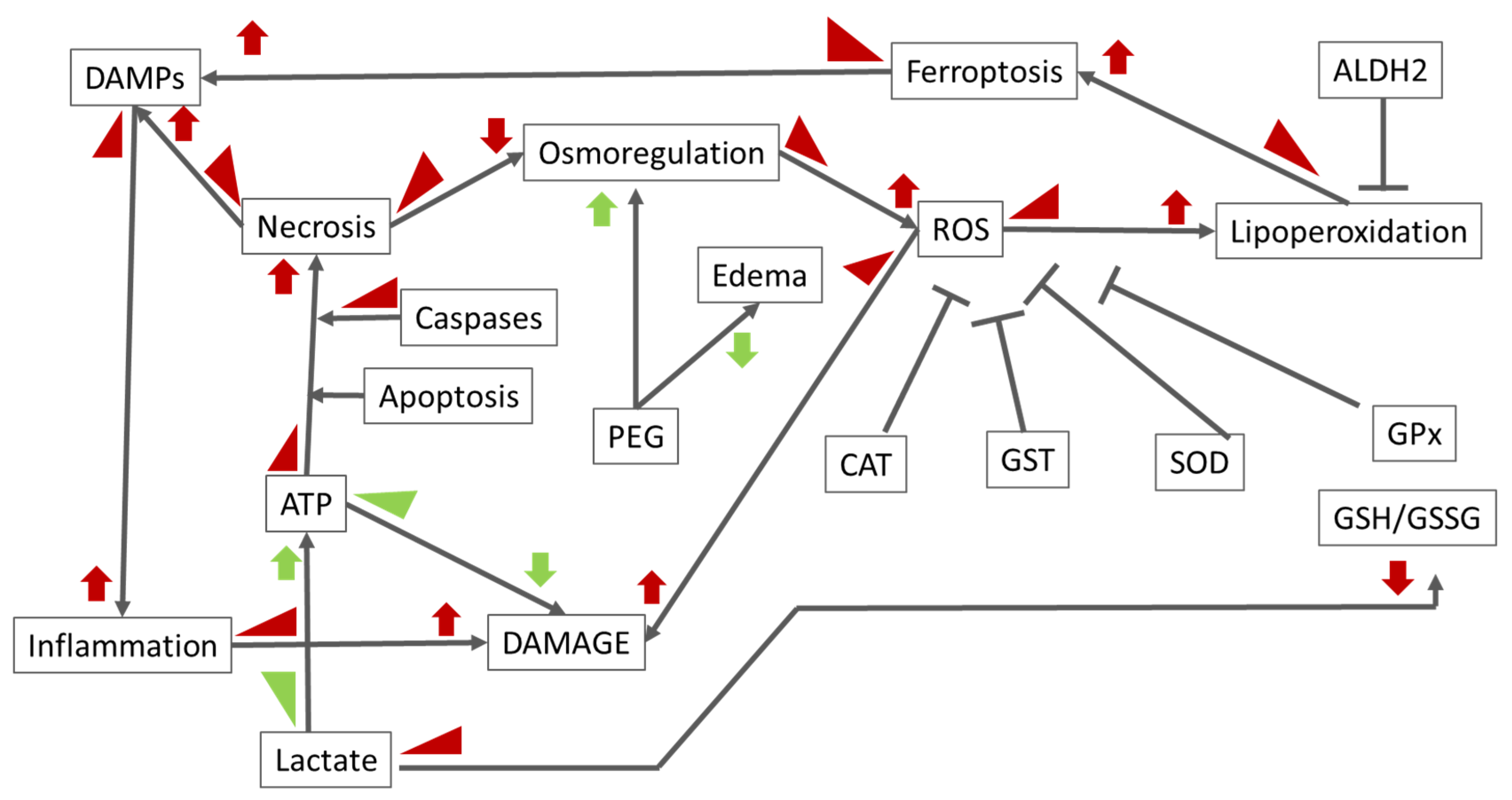 Ijms 25 09318 sch001 Ijms 25 09318 sch001