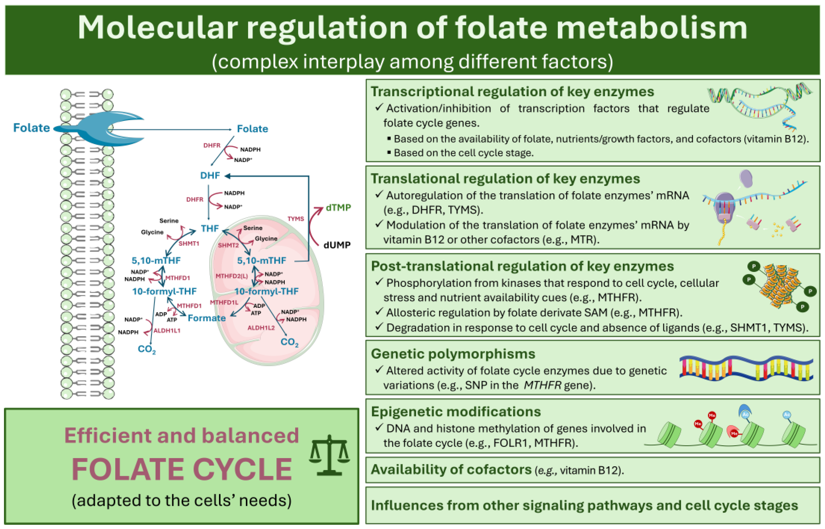 Ijms 25 09339 g003 Ijms 25 09339 g003