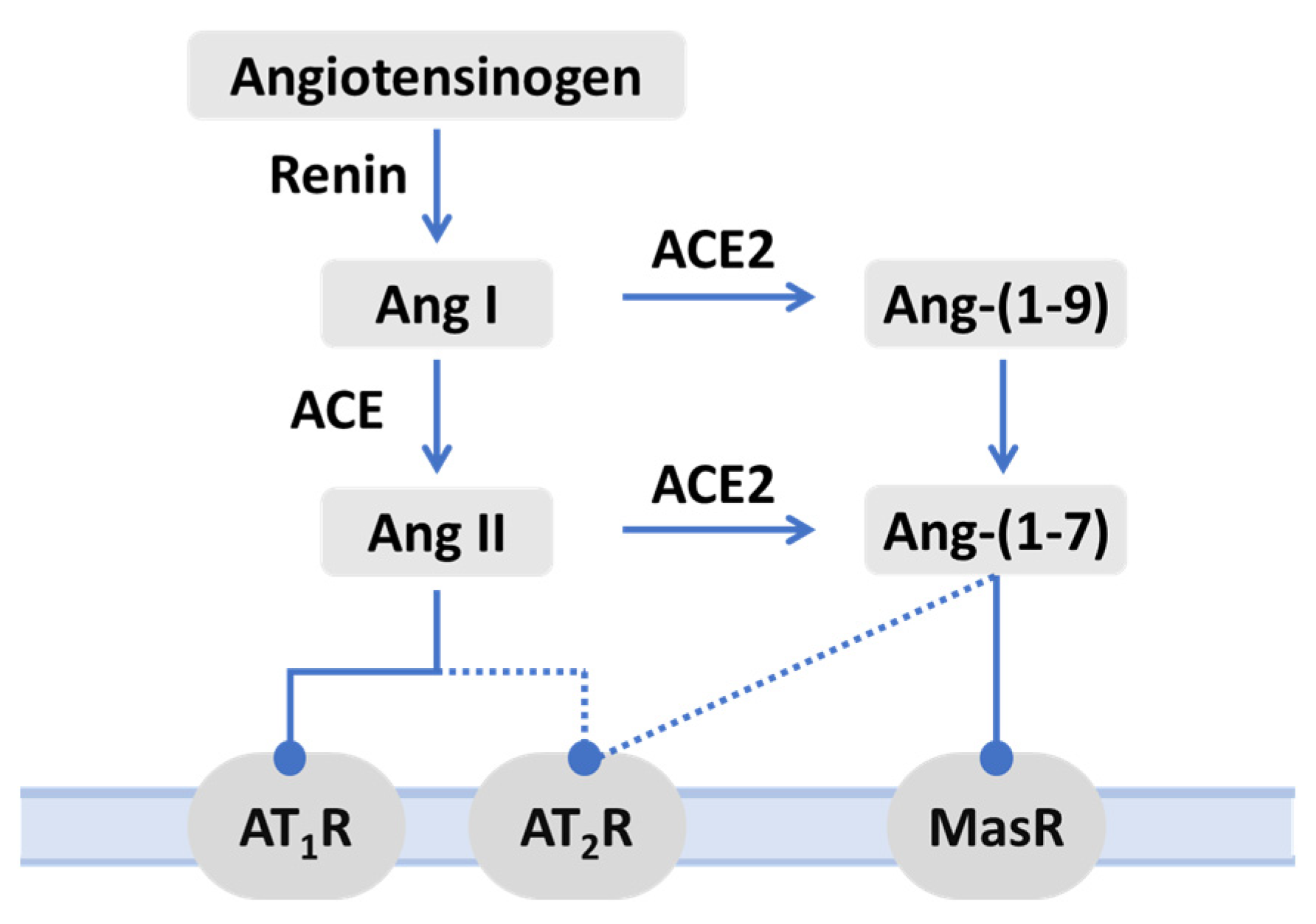 Ijms 25 09419 g002 Ijms 25 09419 g002
