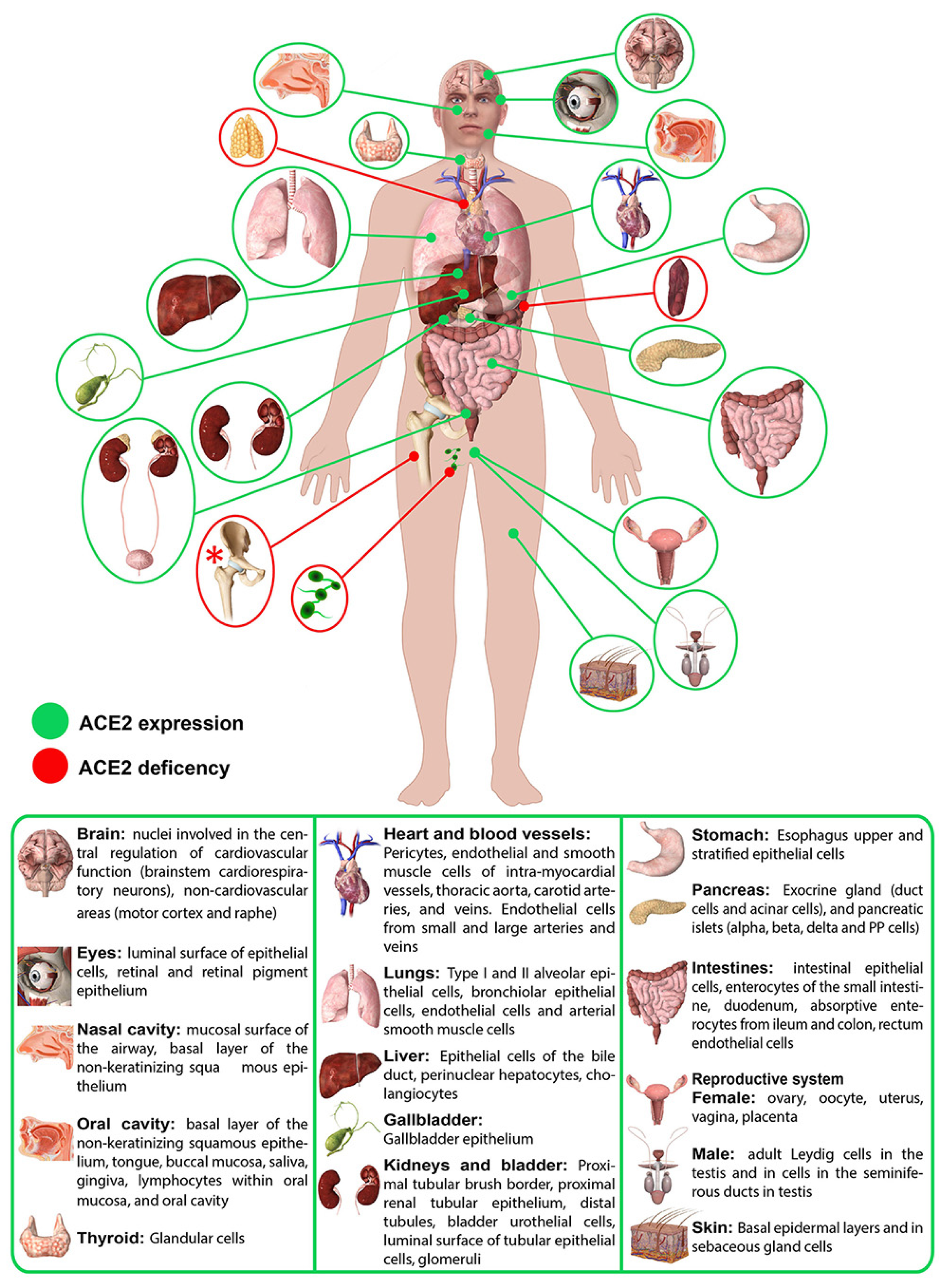 Ijms 25 09419 g003 Ijms 25 09419 g003