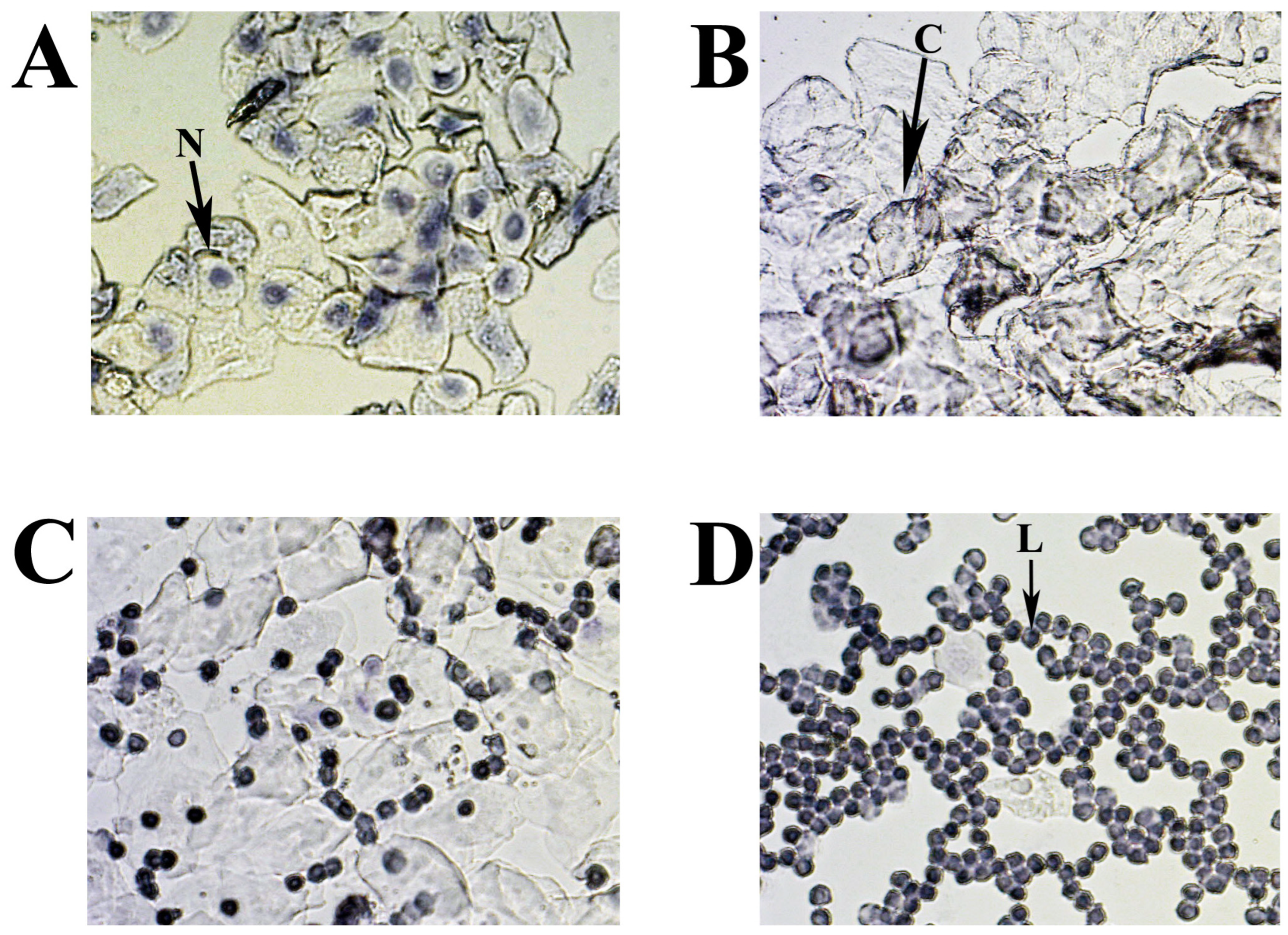 Ijms 25 09429 g009 Ijms 25 09429 g009