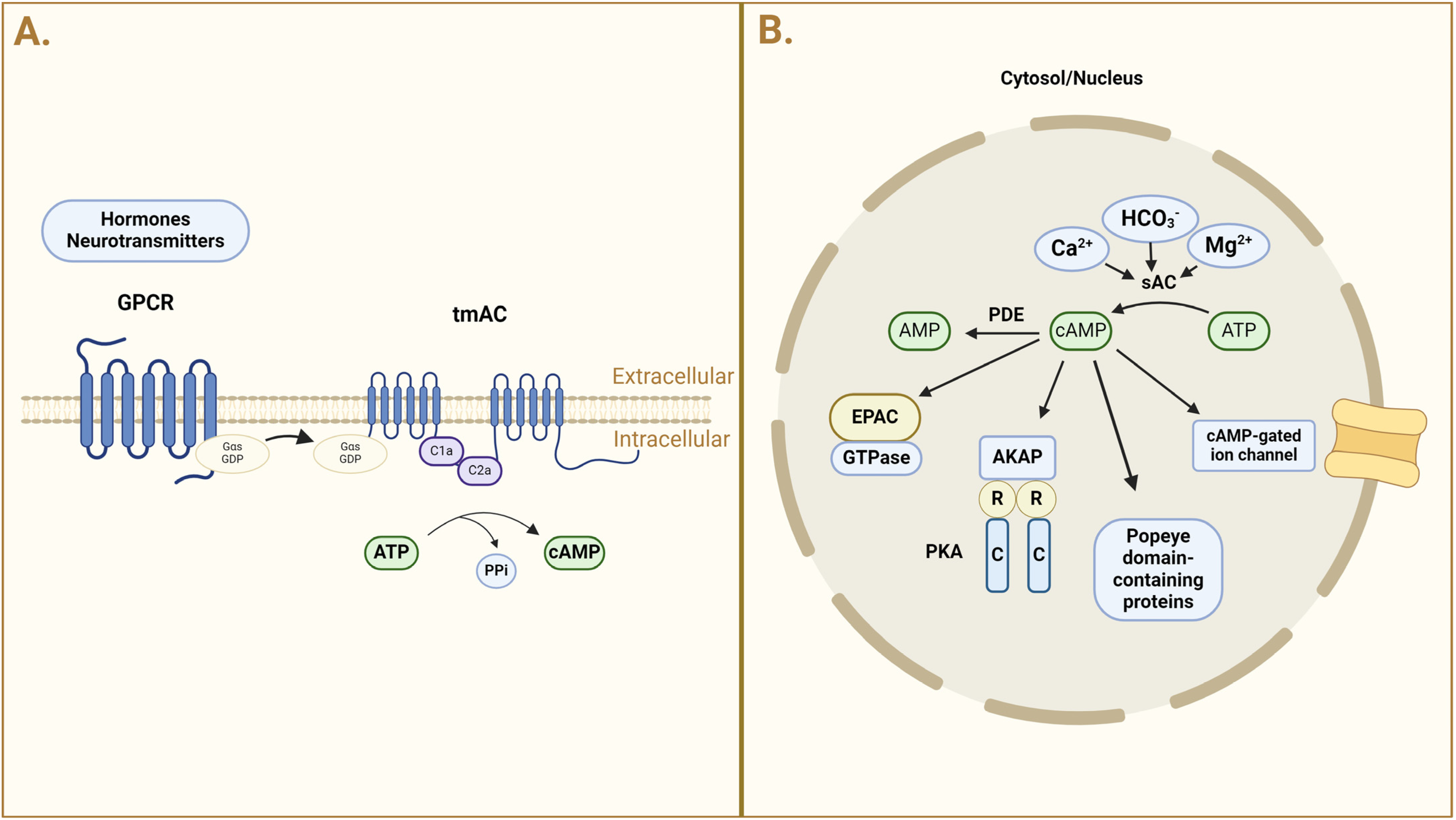 Ijms 25 09441 g001 Ijms 25 09441 g001