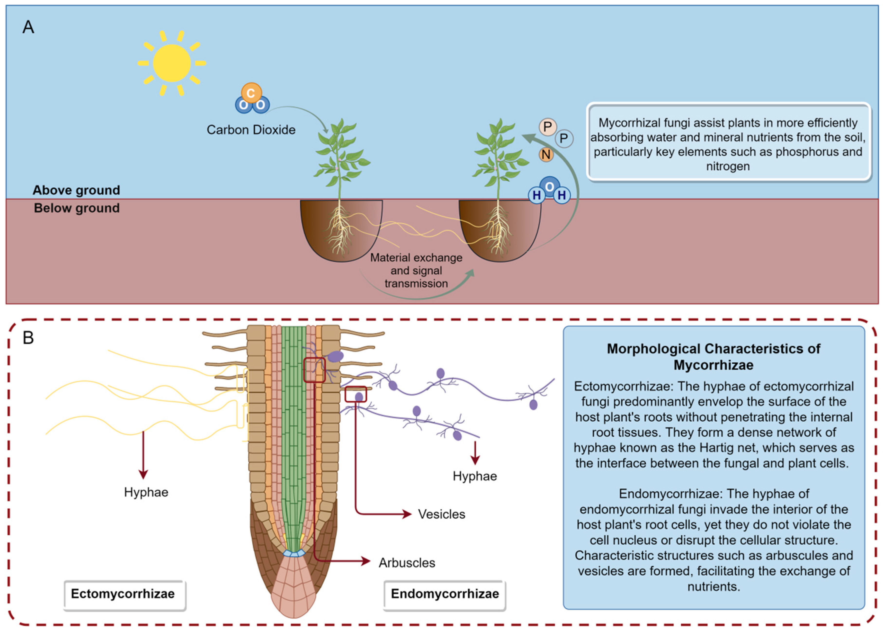 Ijms 25 09491 g001 Ijms 25 09491 g001