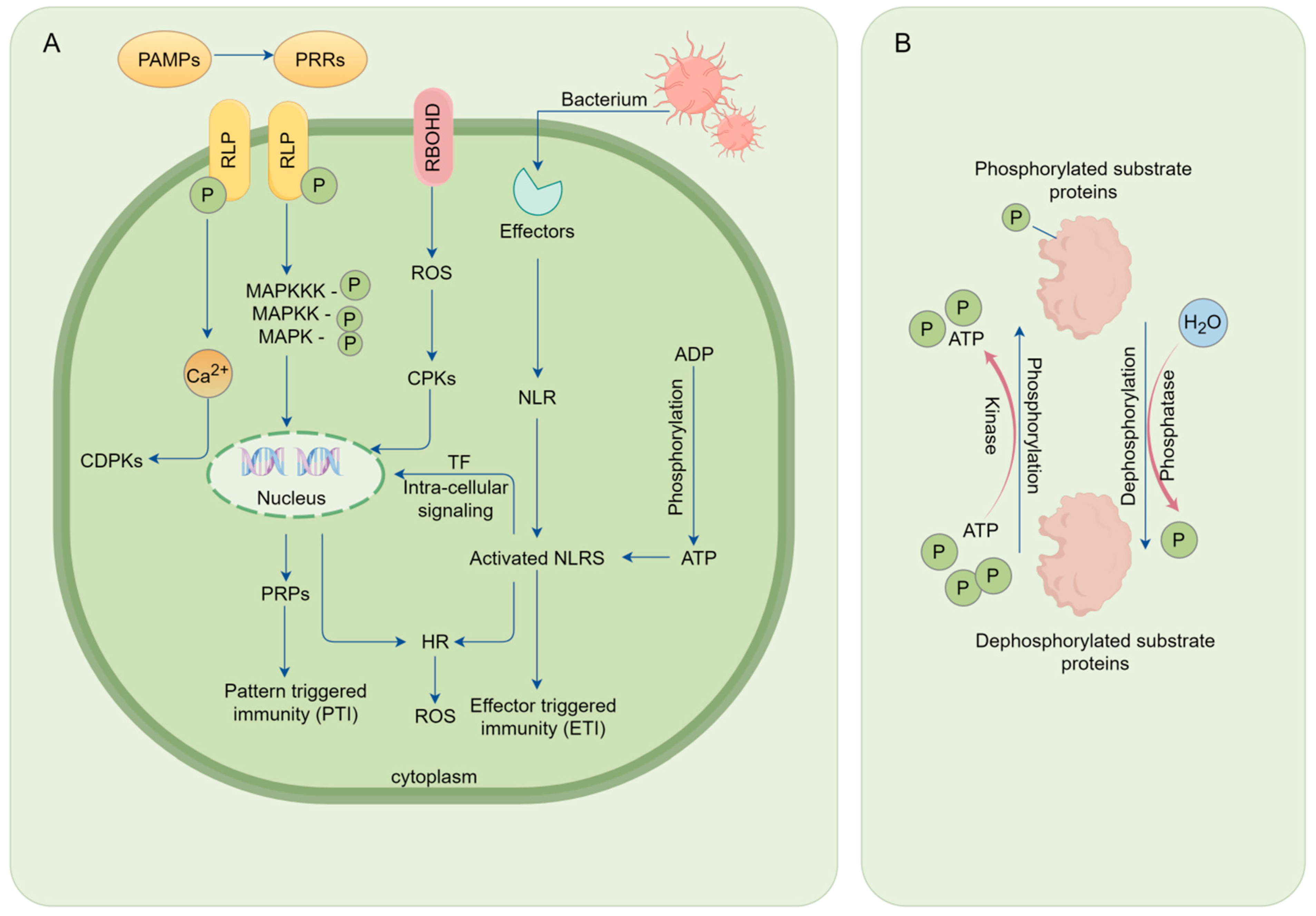 Ijms 25 09491 g004 Ijms 25 09491 g004