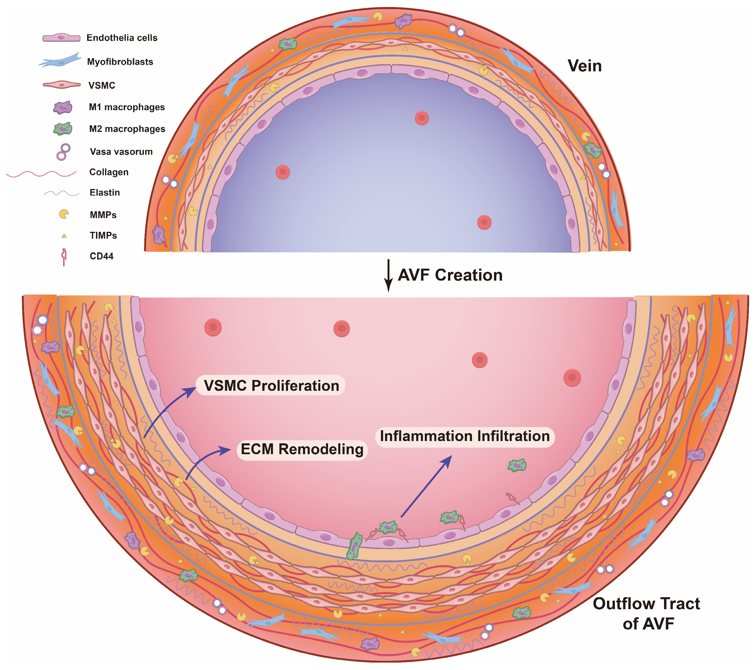 Ijms 25 09519 g001 Ijms 25 09519 g001
