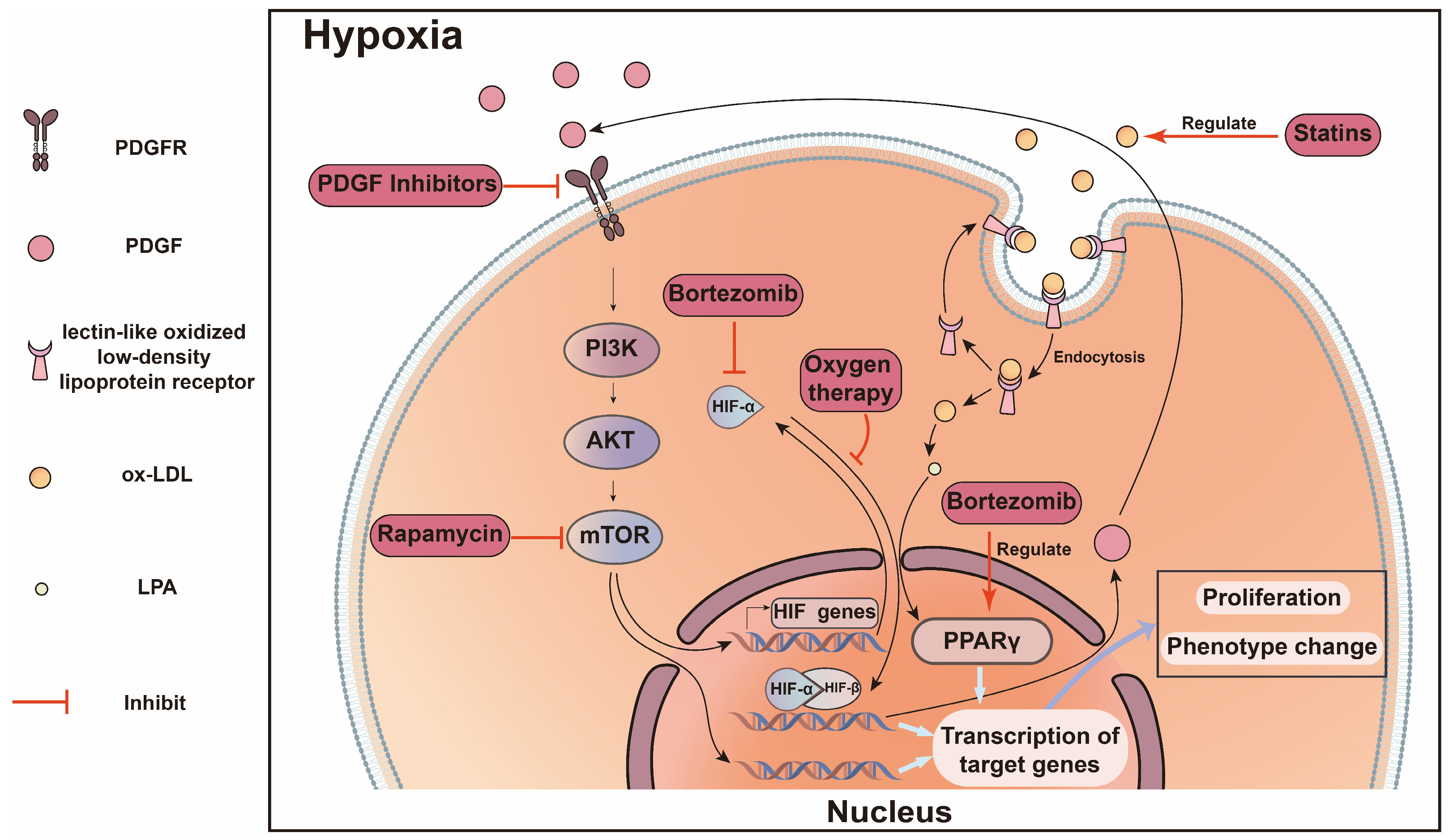 Ijms 25 09519 g003 Ijms 25 09519 g003
