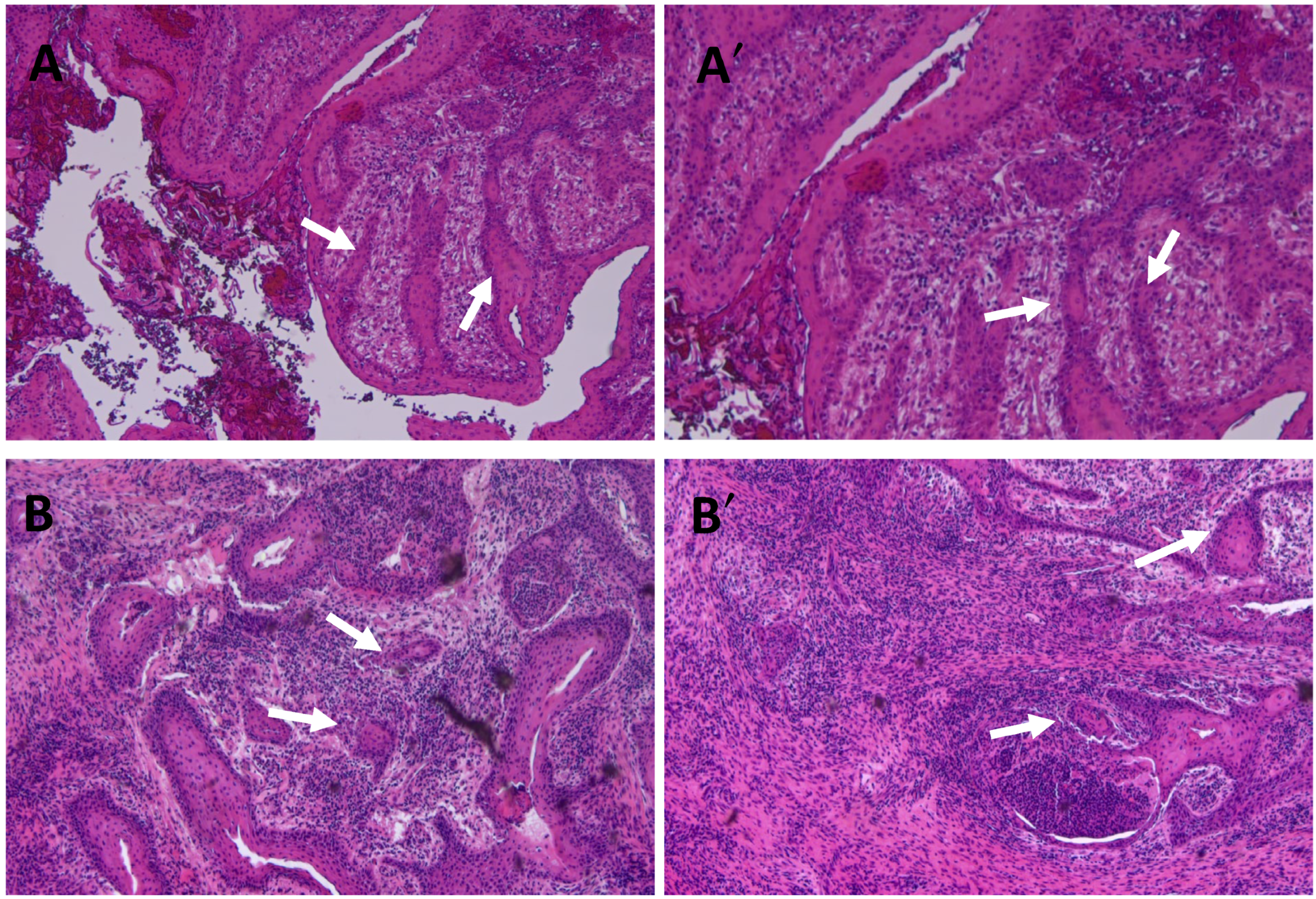 Ijms 25 09547 g005 Ijms 25 09547 g005