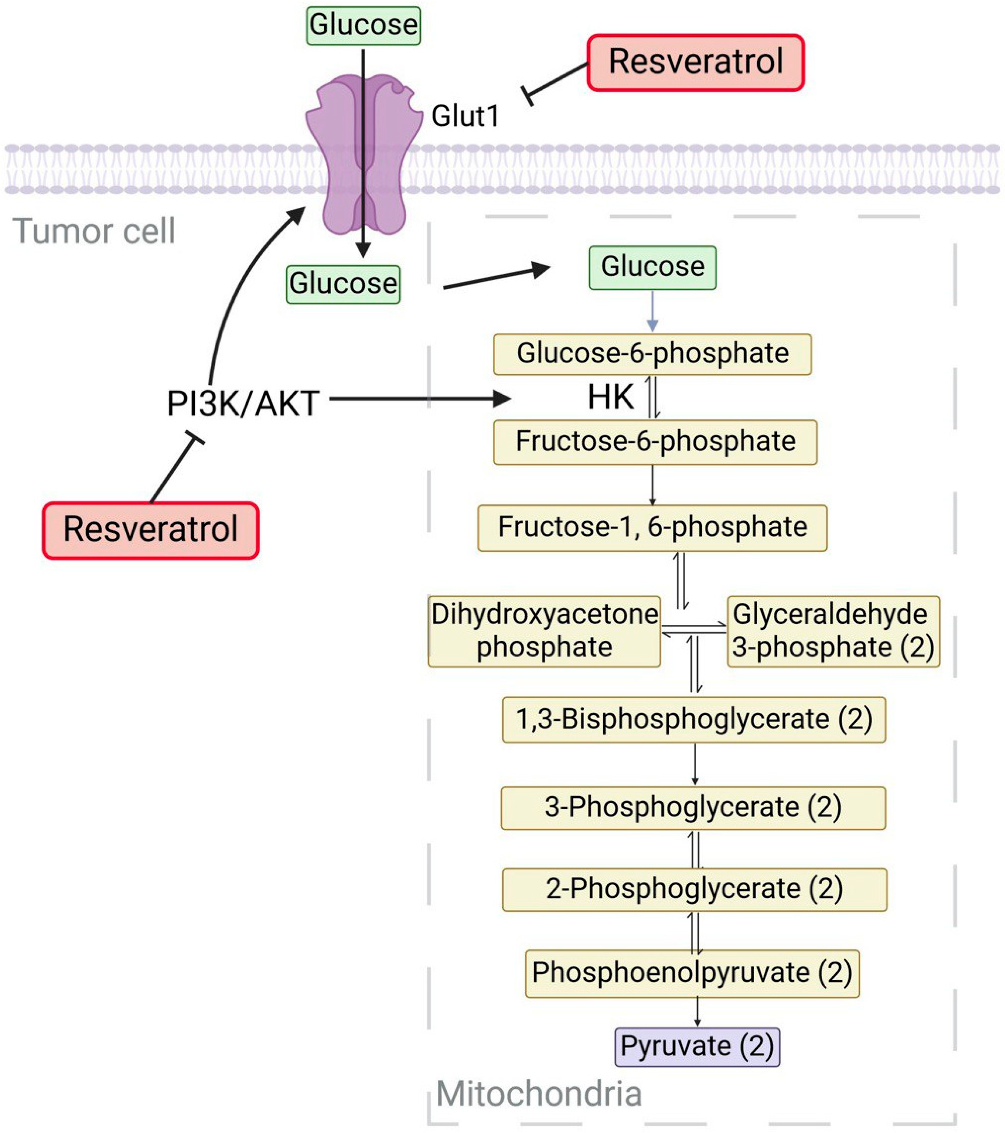 Ijms 25 09593 g002 Ijms 25 09593 g002