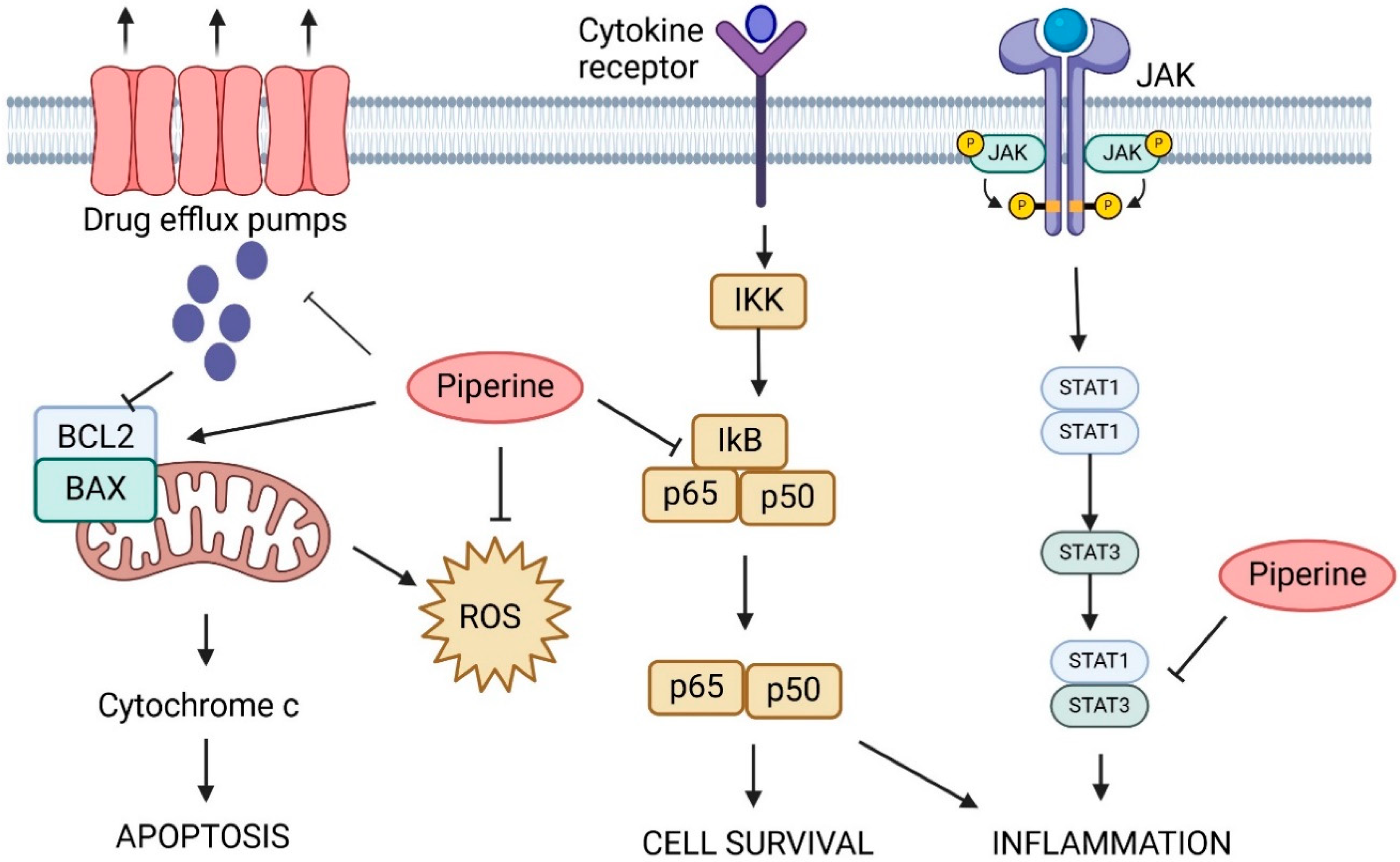 Ijms 25 09593 g008 Ijms 25 09593 g008