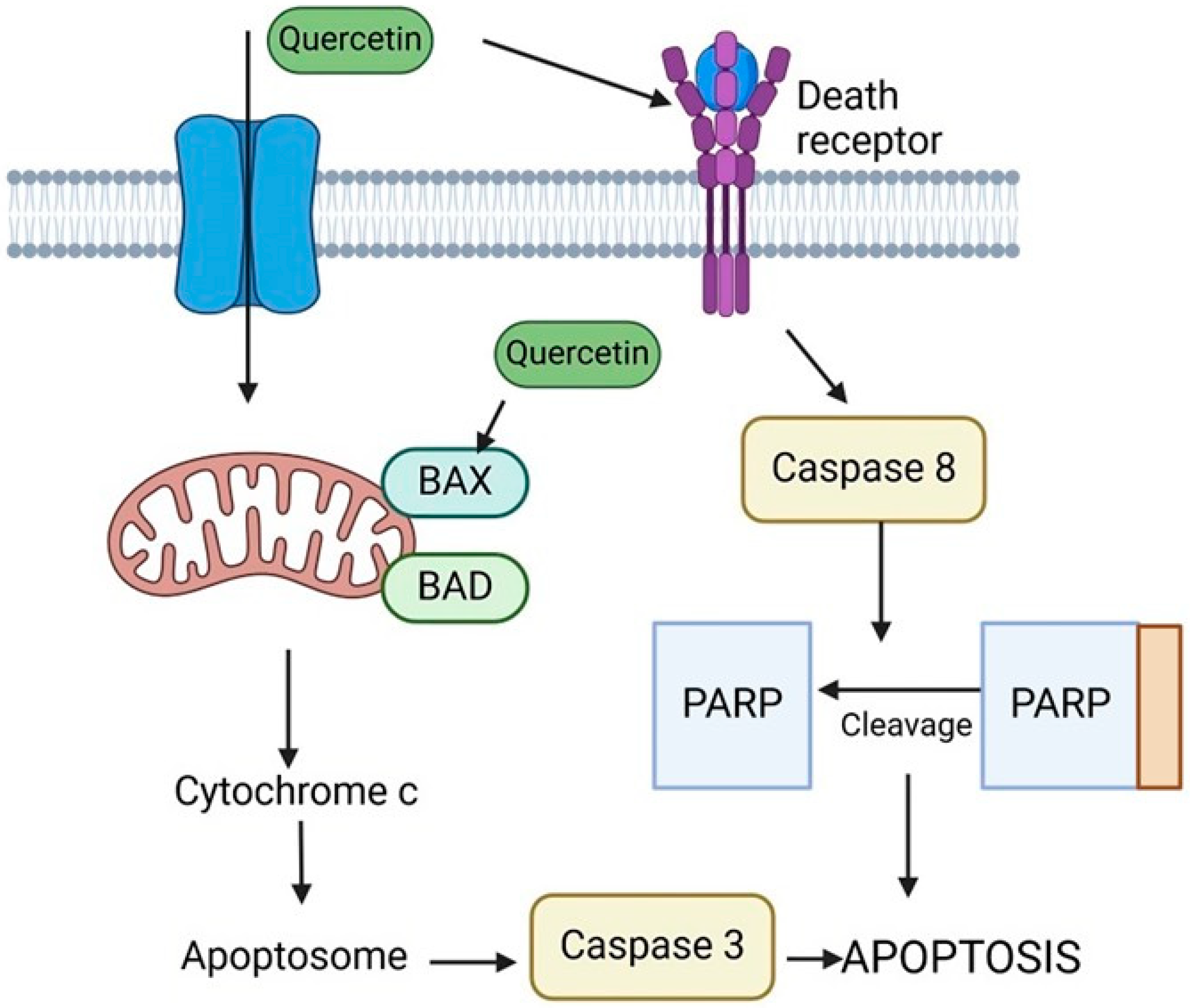 Ijms 25 09593 g012 Ijms 25 09593 g012
