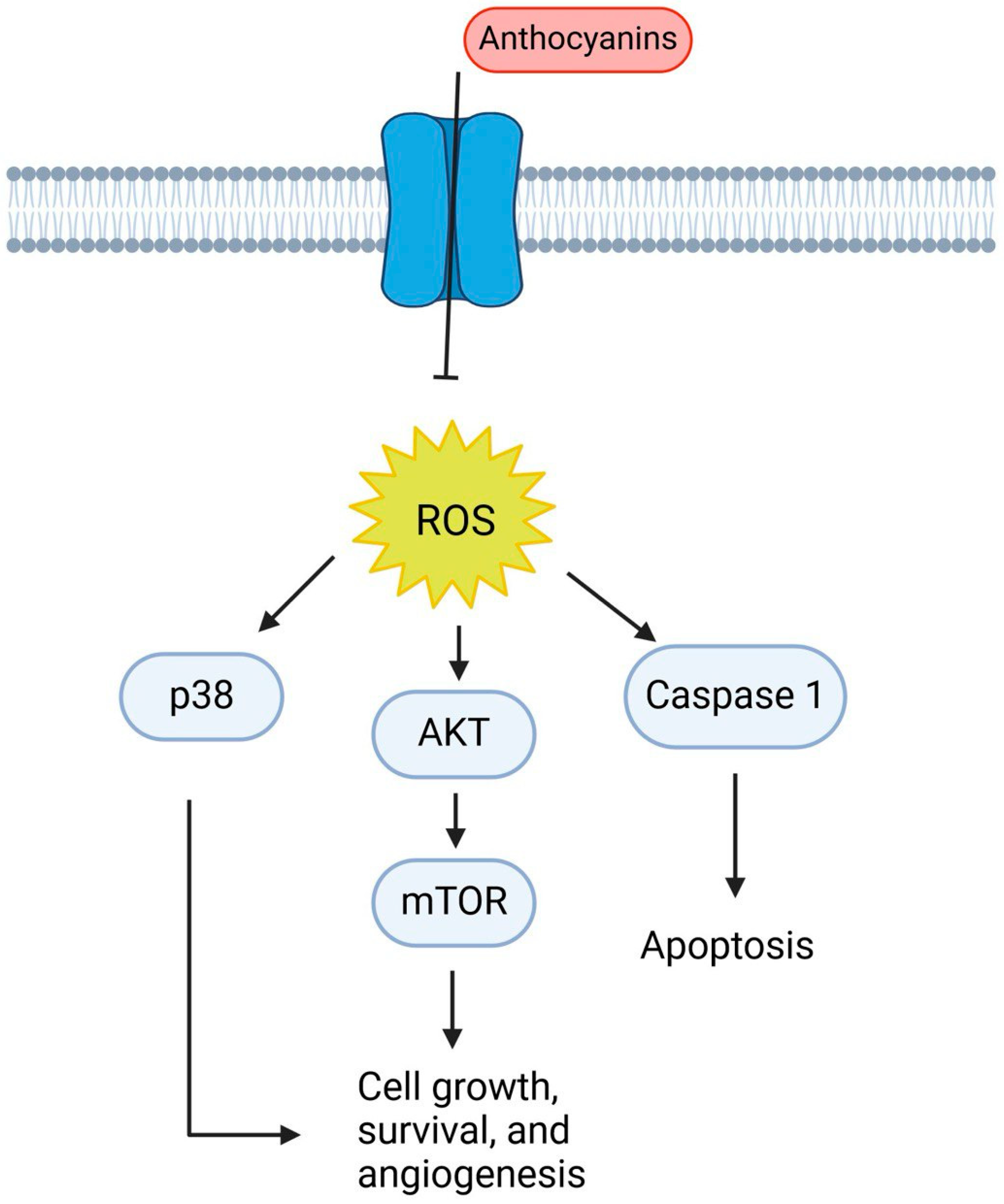 Ijms 25 09593 g013 Ijms 25 09593 g013