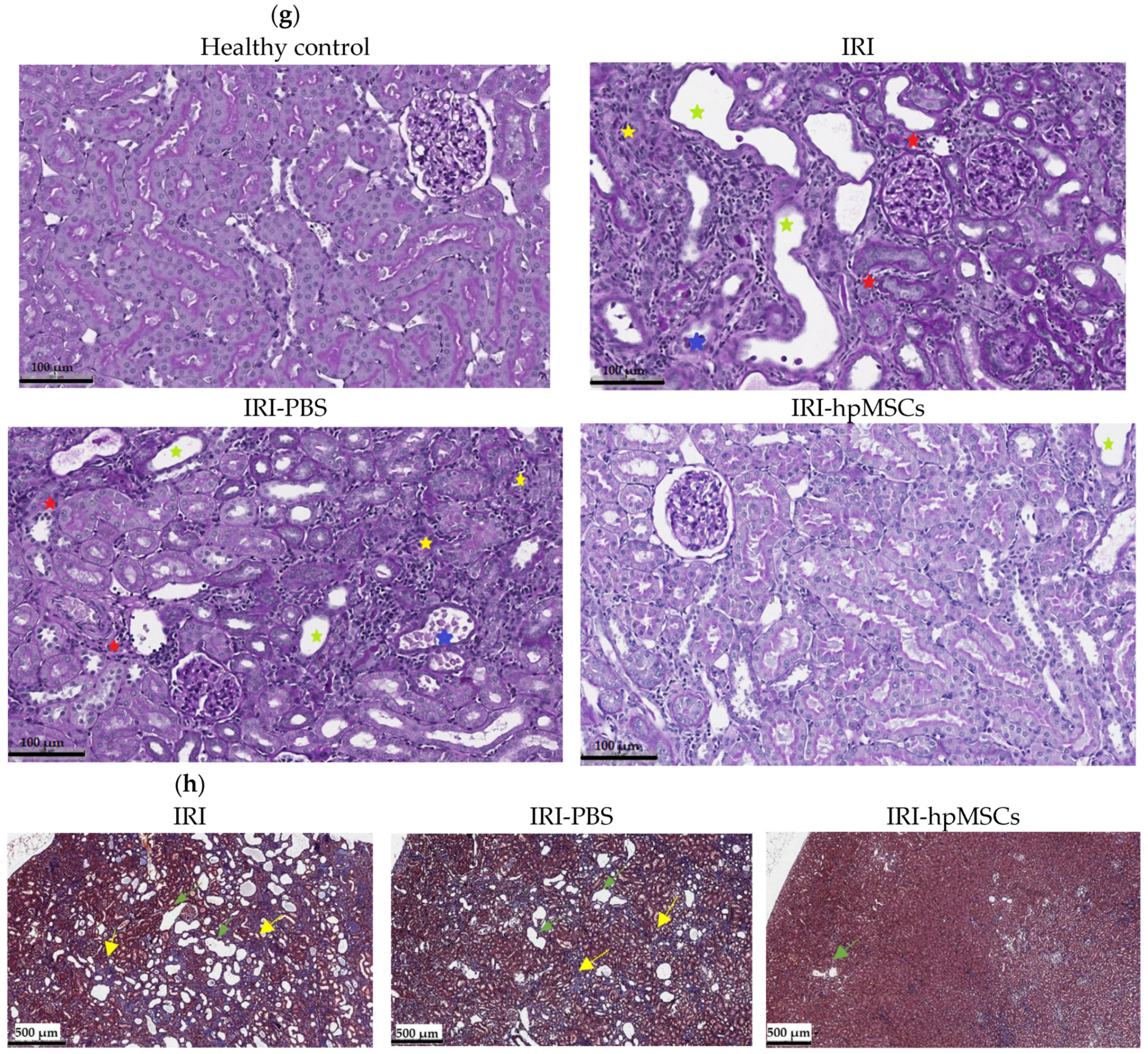 Ijms 25 09647 g009b Ijms 25 09647 g009b