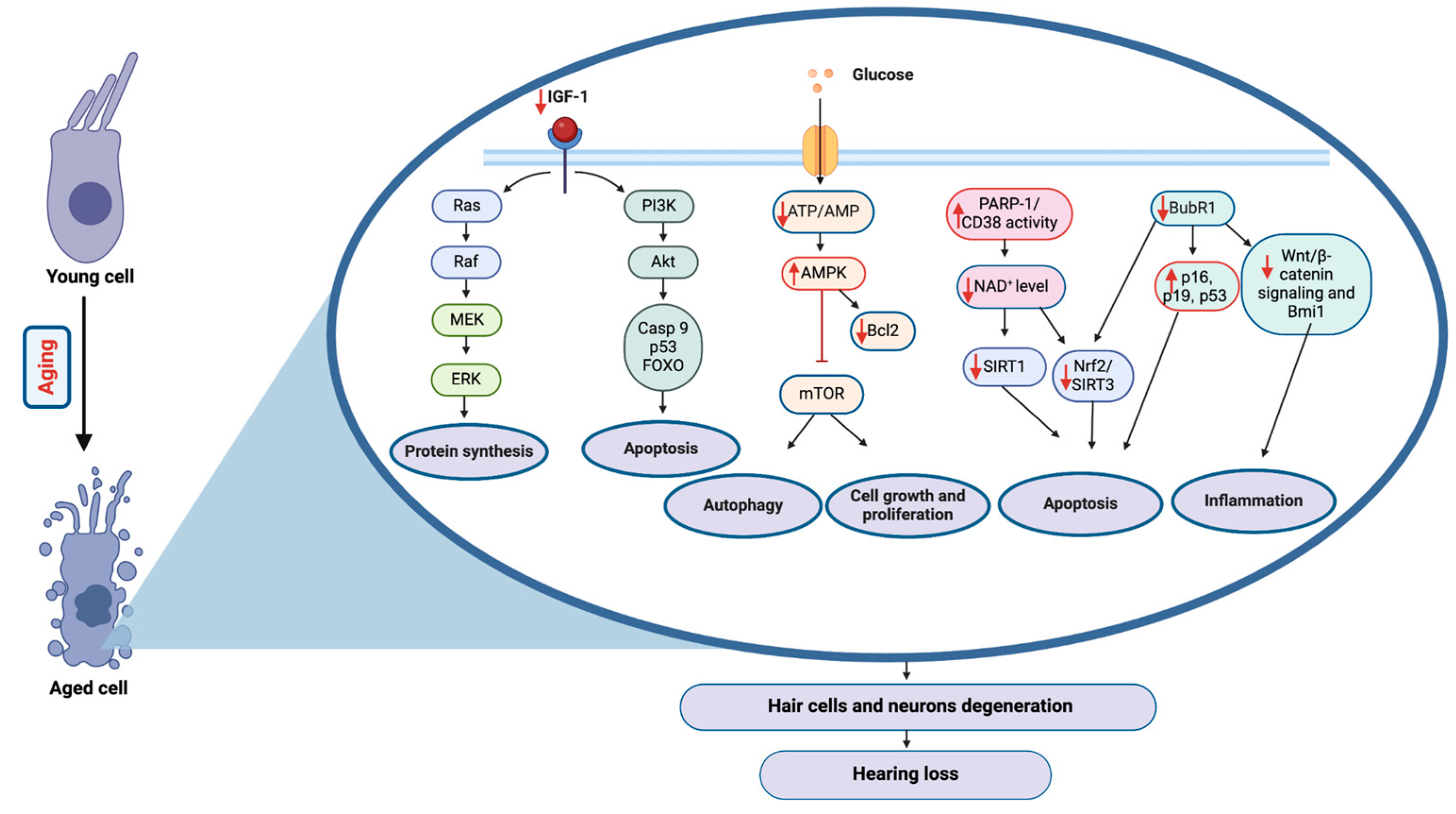 Ijms 25 09705 g002 Ijms 25 09705 g002