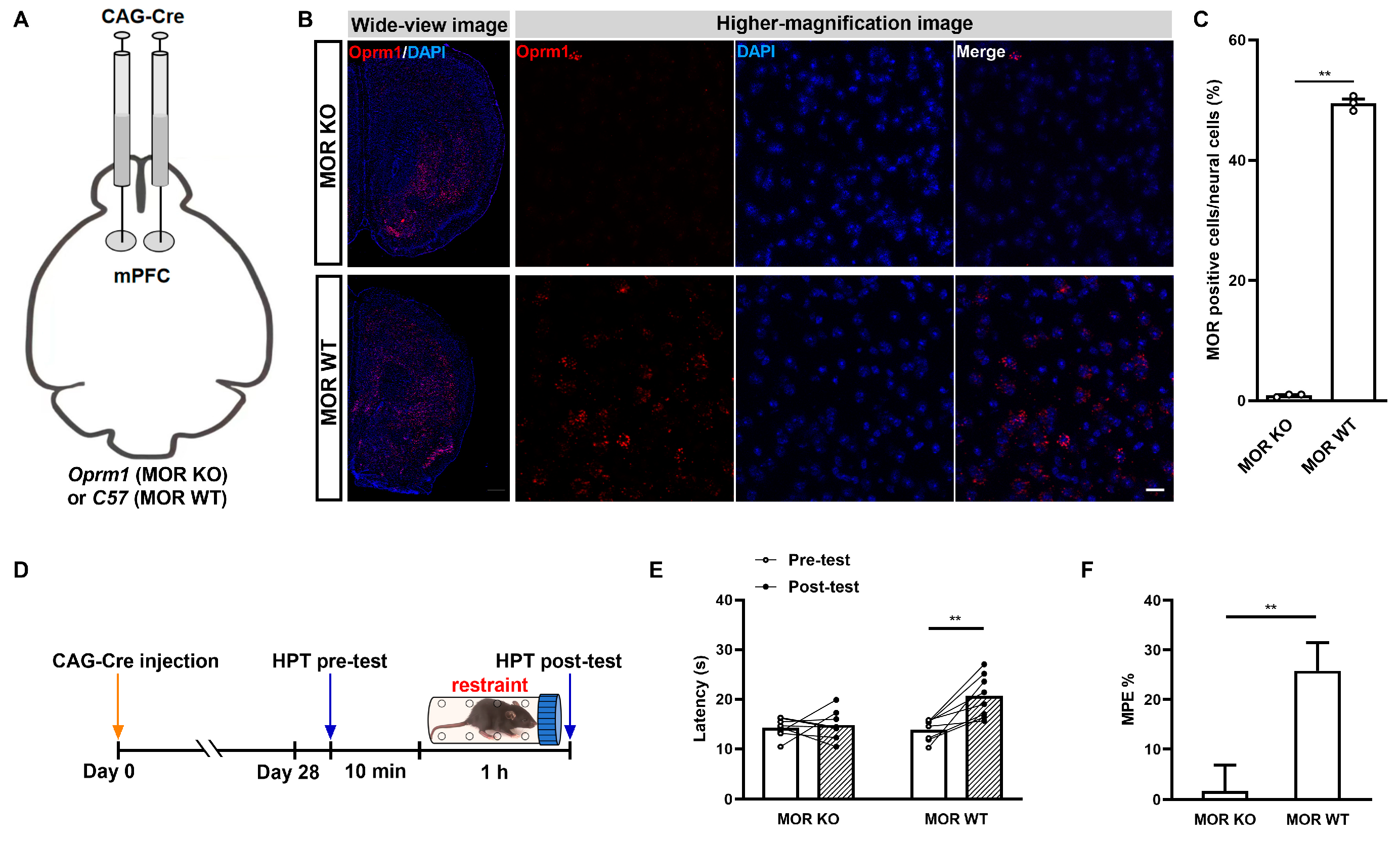 Ijms 25 09774 g002 Ijms 25 09774 g002