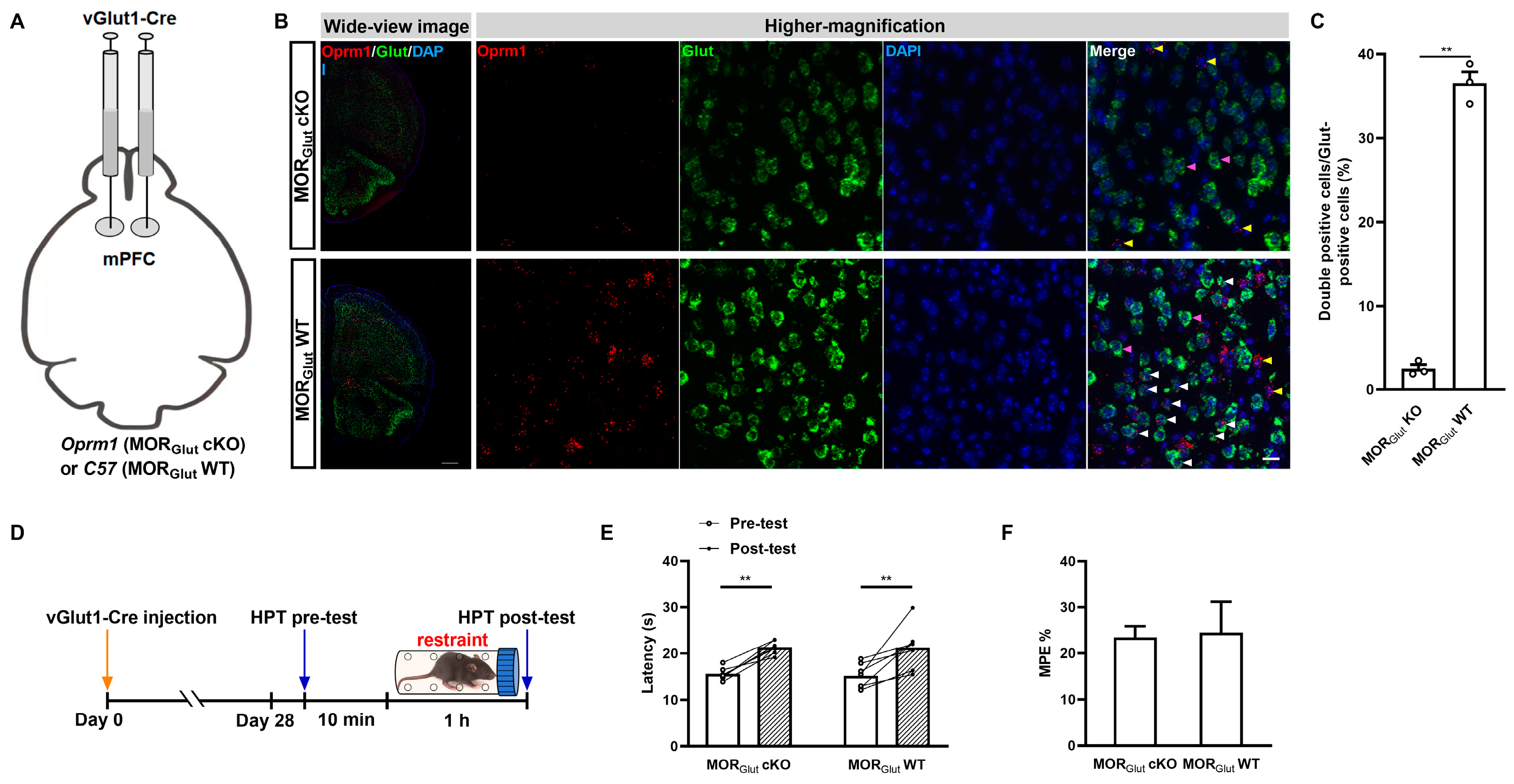 Ijms 25 09774 g003 Ijms 25 09774 g003