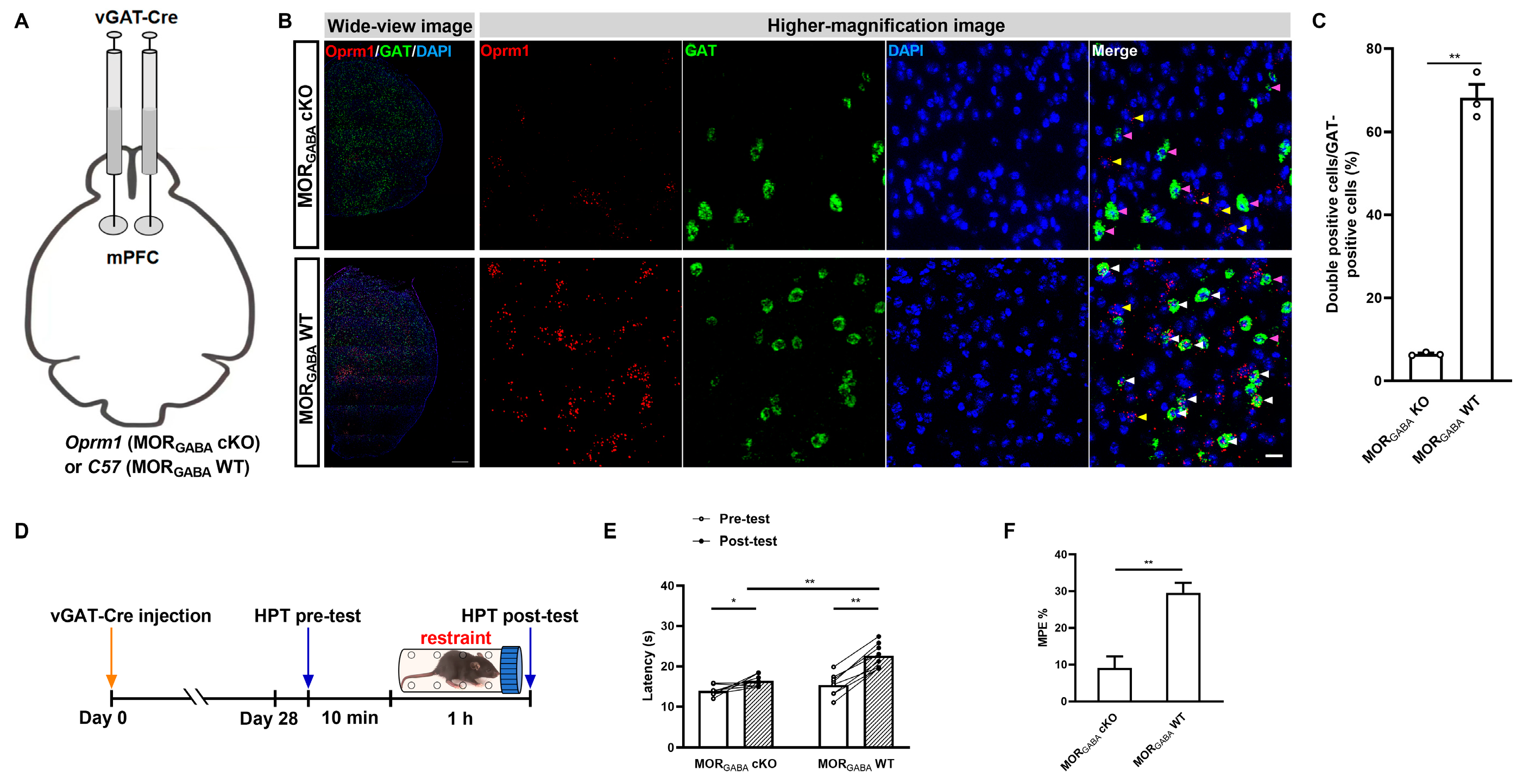 Ijms 25 09774 g004 Ijms 25 09774 g004
