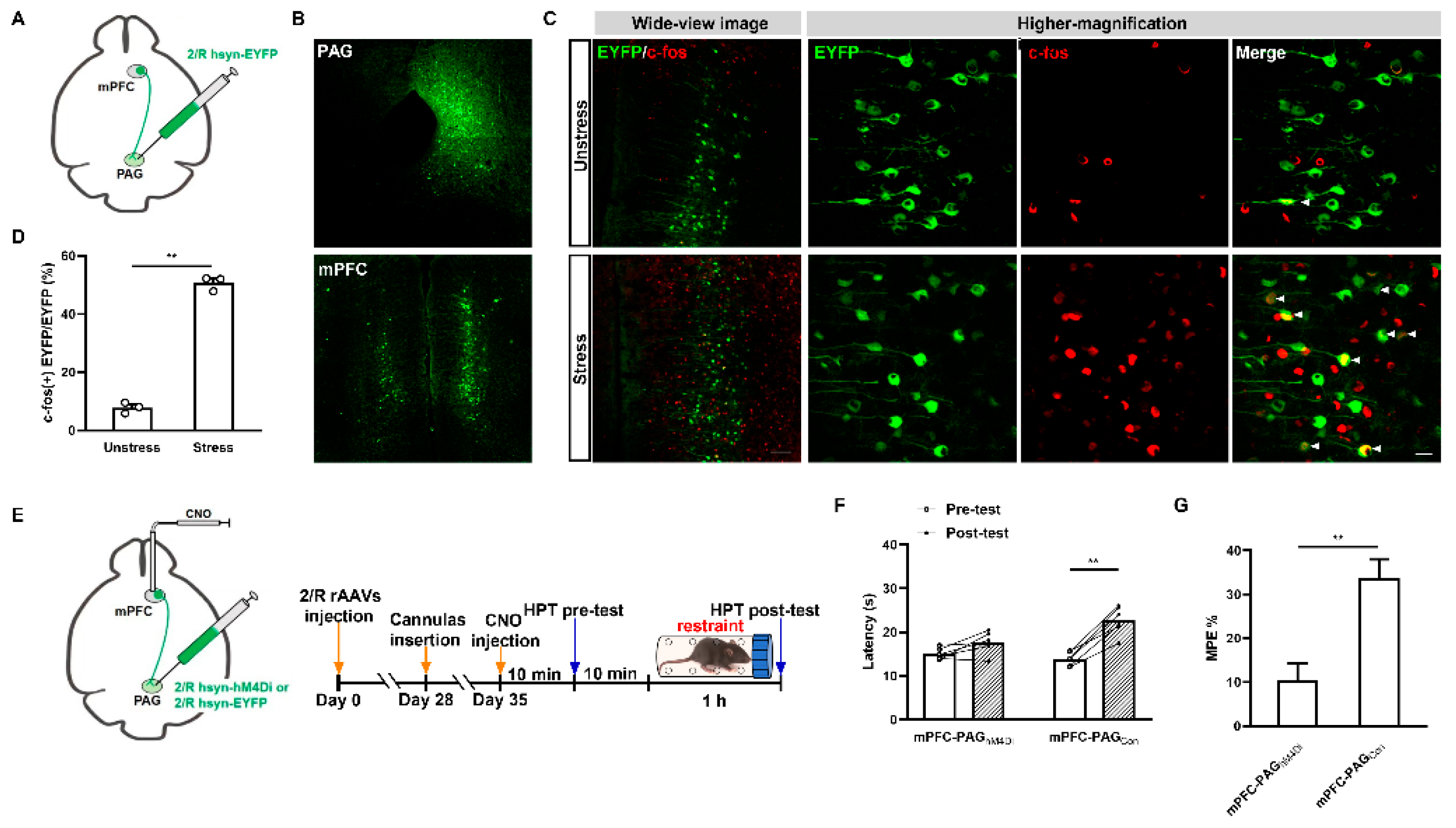 Ijms 25 09774 g005 Ijms 25 09774 g005