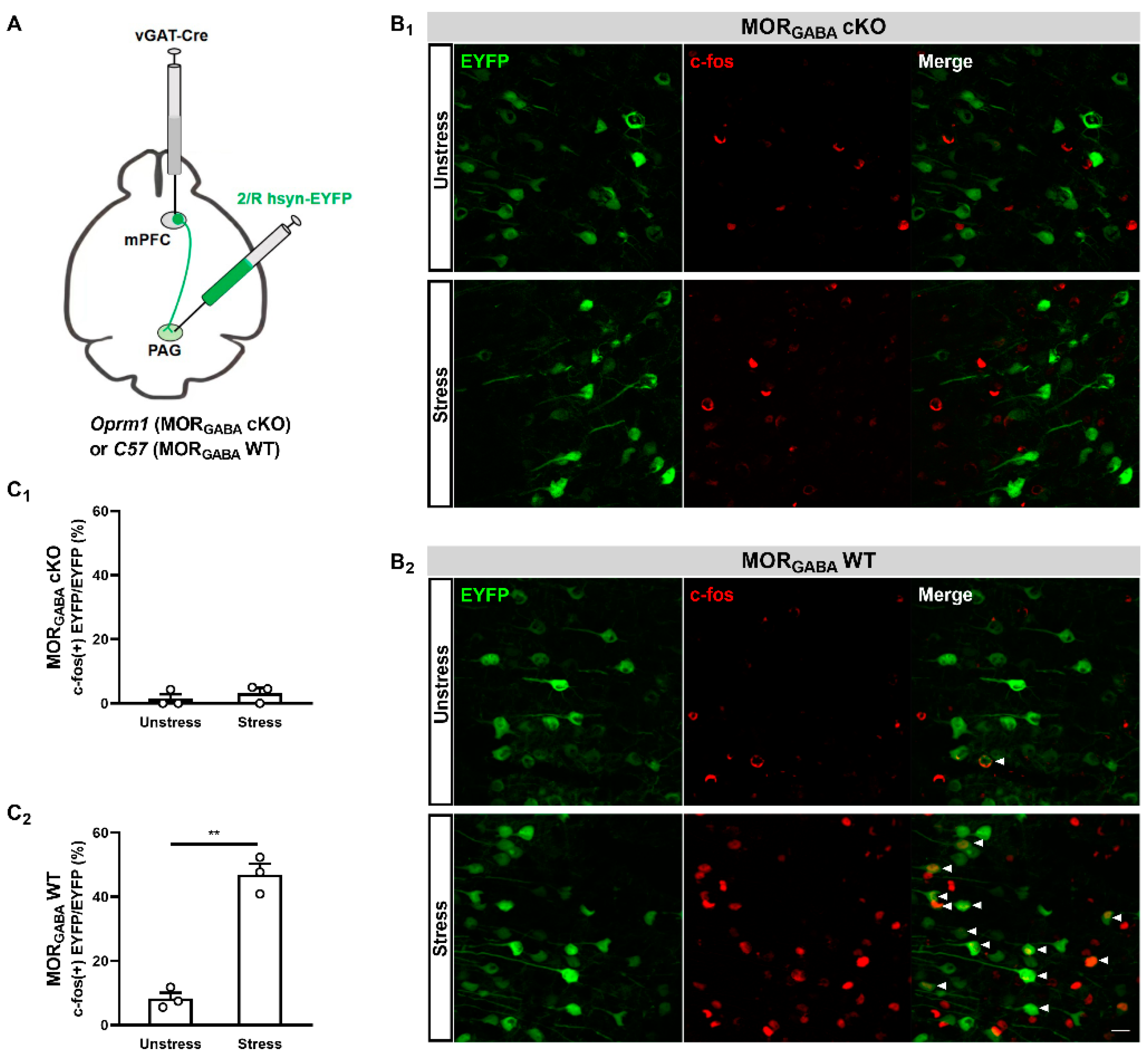 Ijms 25 09774 g006 Ijms 25 09774 g006