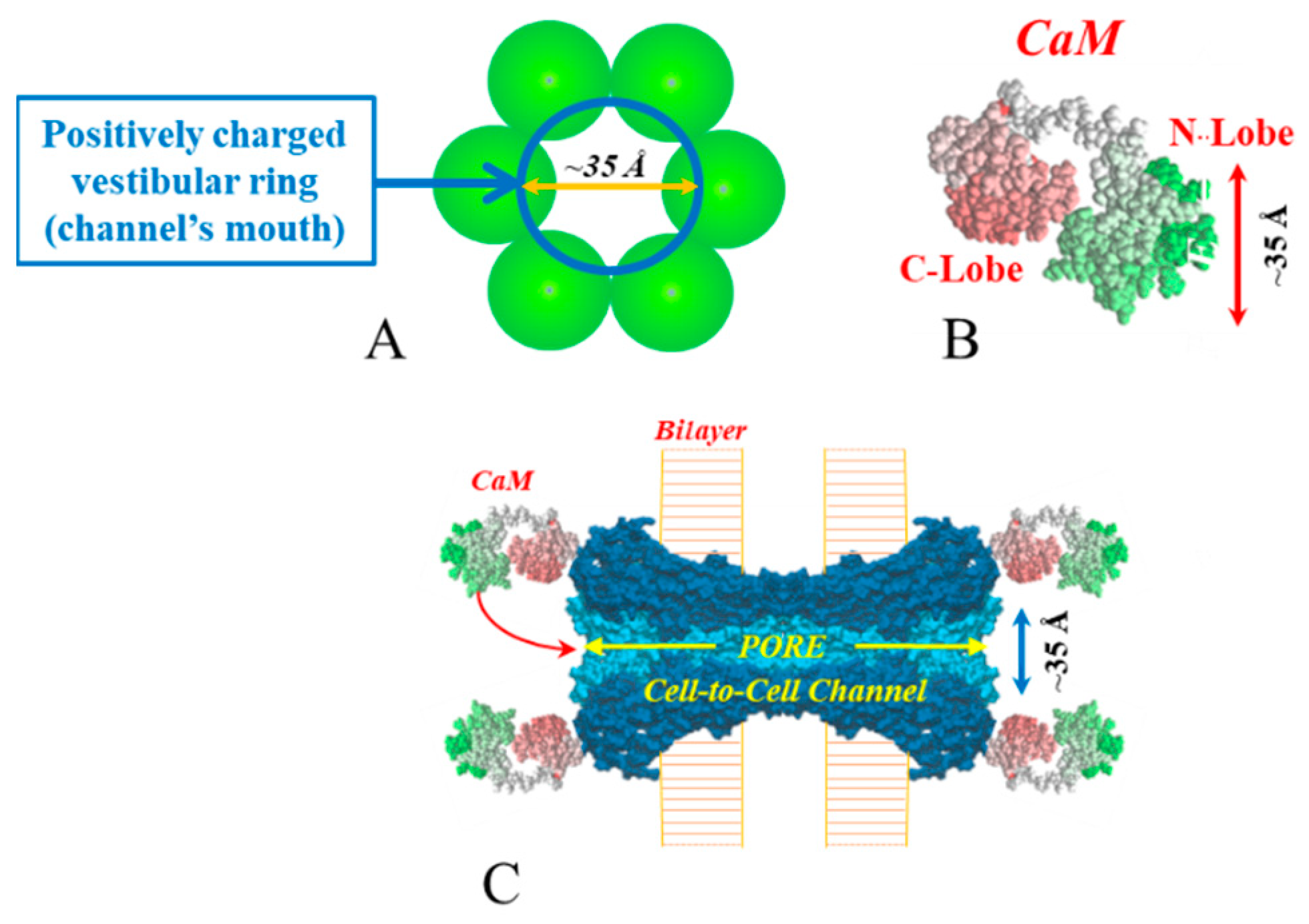 Ijms 25 09789 g012 Ijms 25 09789 g012
