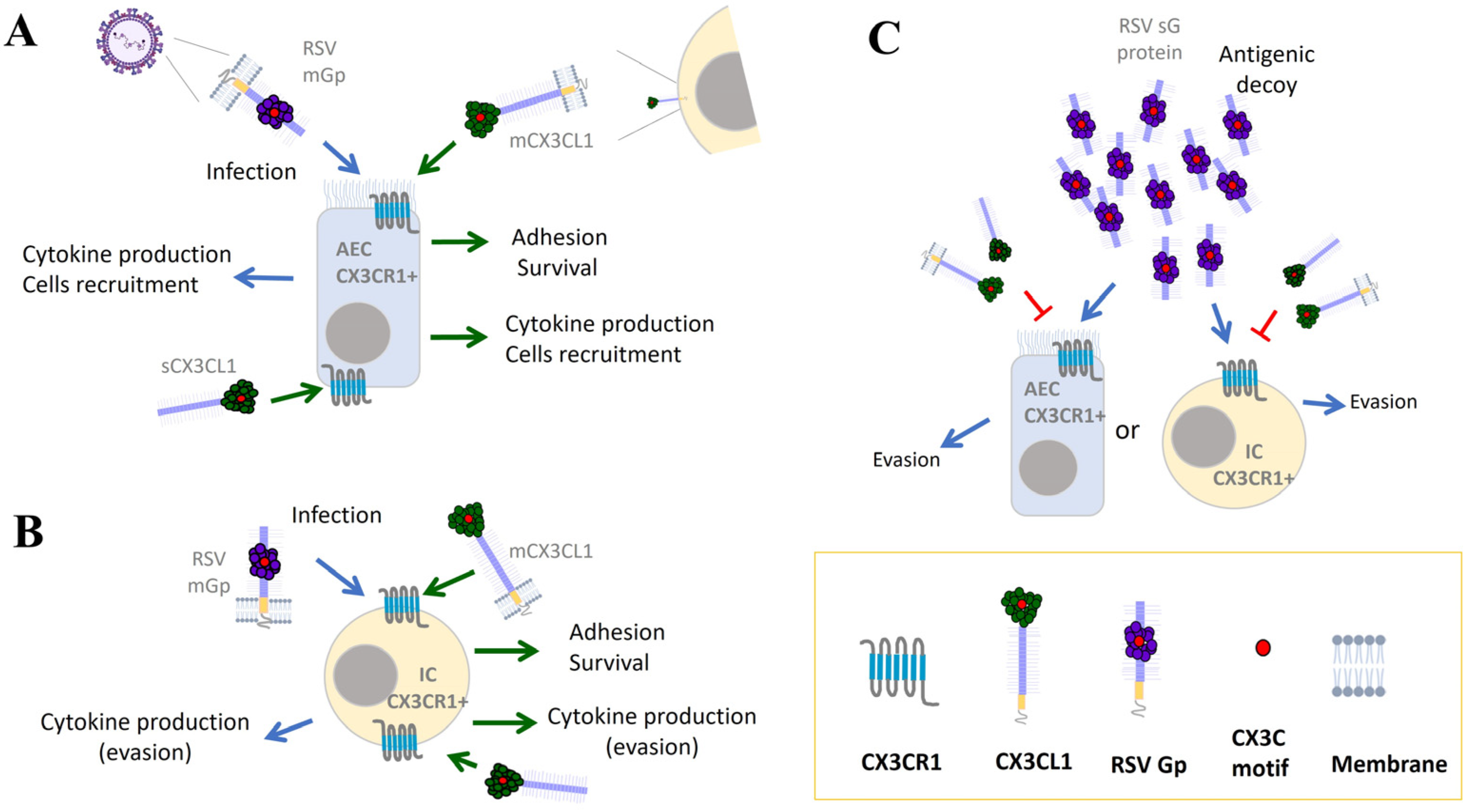 Ijms 25 09800 g001 Ijms 25 09800 g001