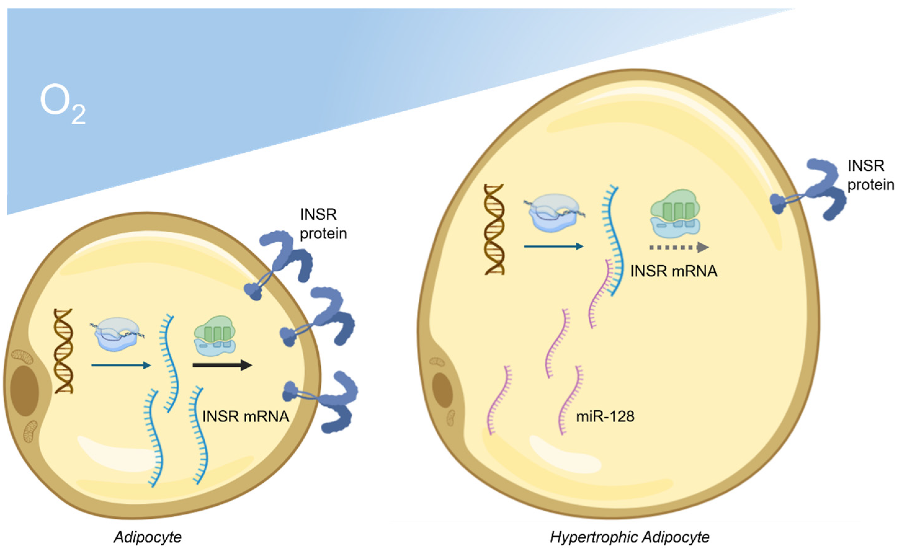 Ijms 25 09802 g002 Ijms 25 09802 g002