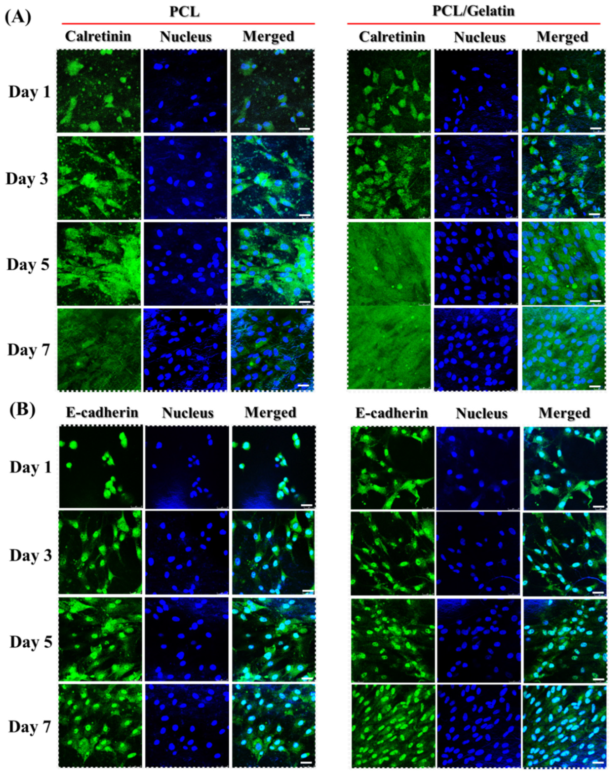 Ijms 25 09803 g010 Ijms 25 09803 g010