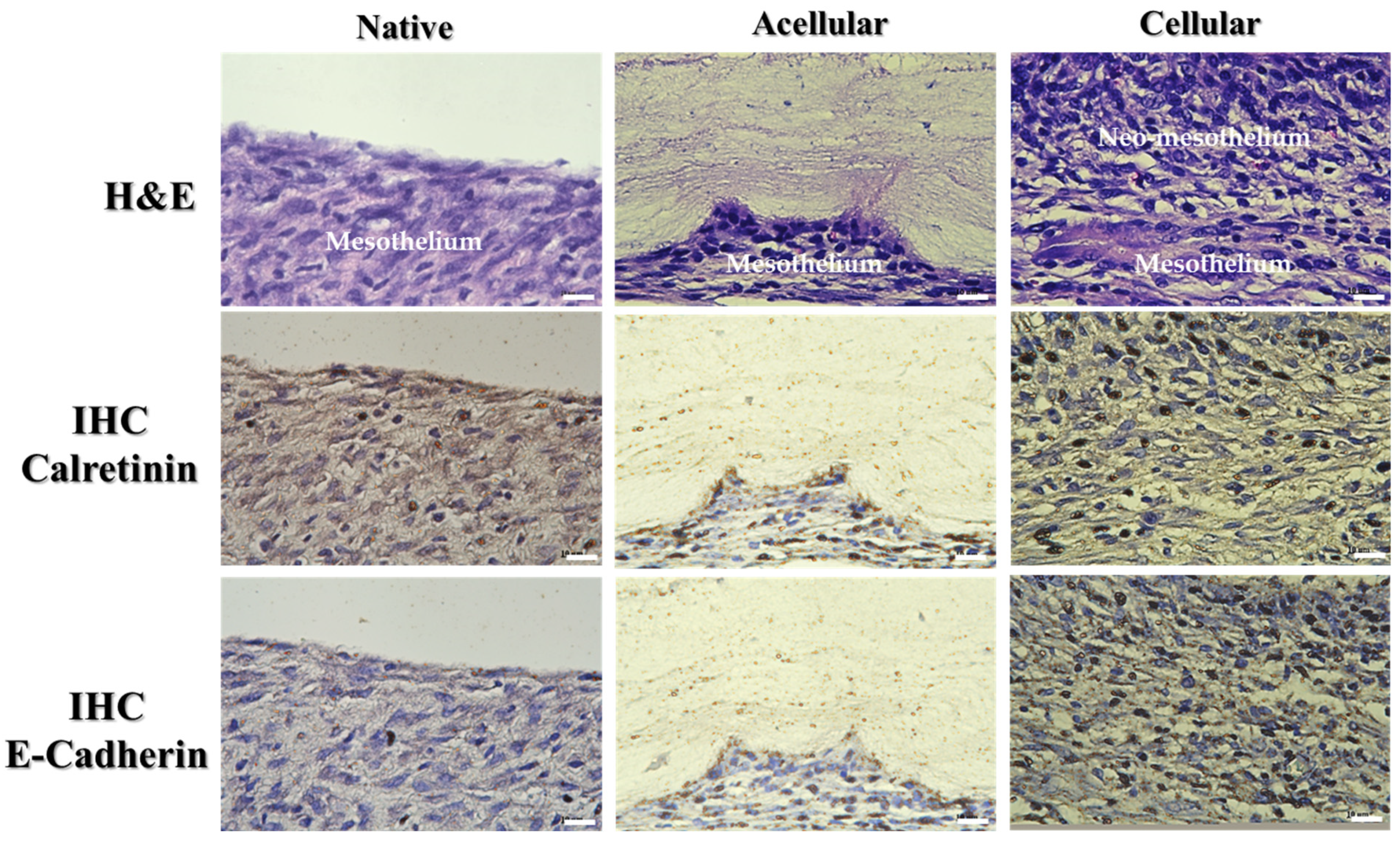 Ijms 25 09803 g011 Ijms 25 09803 g011