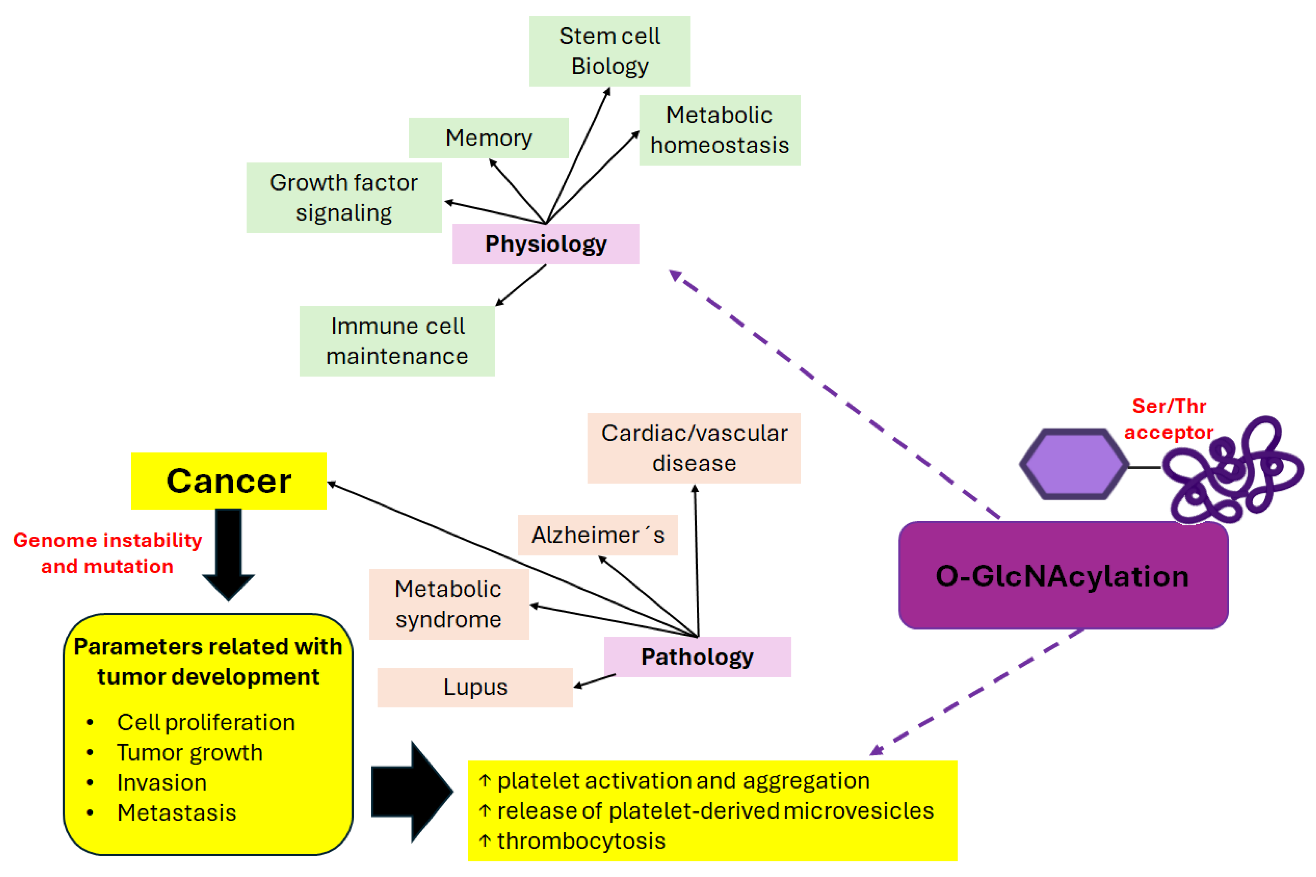 Ijms 25 09896 g002 Ijms 25 09896 g002