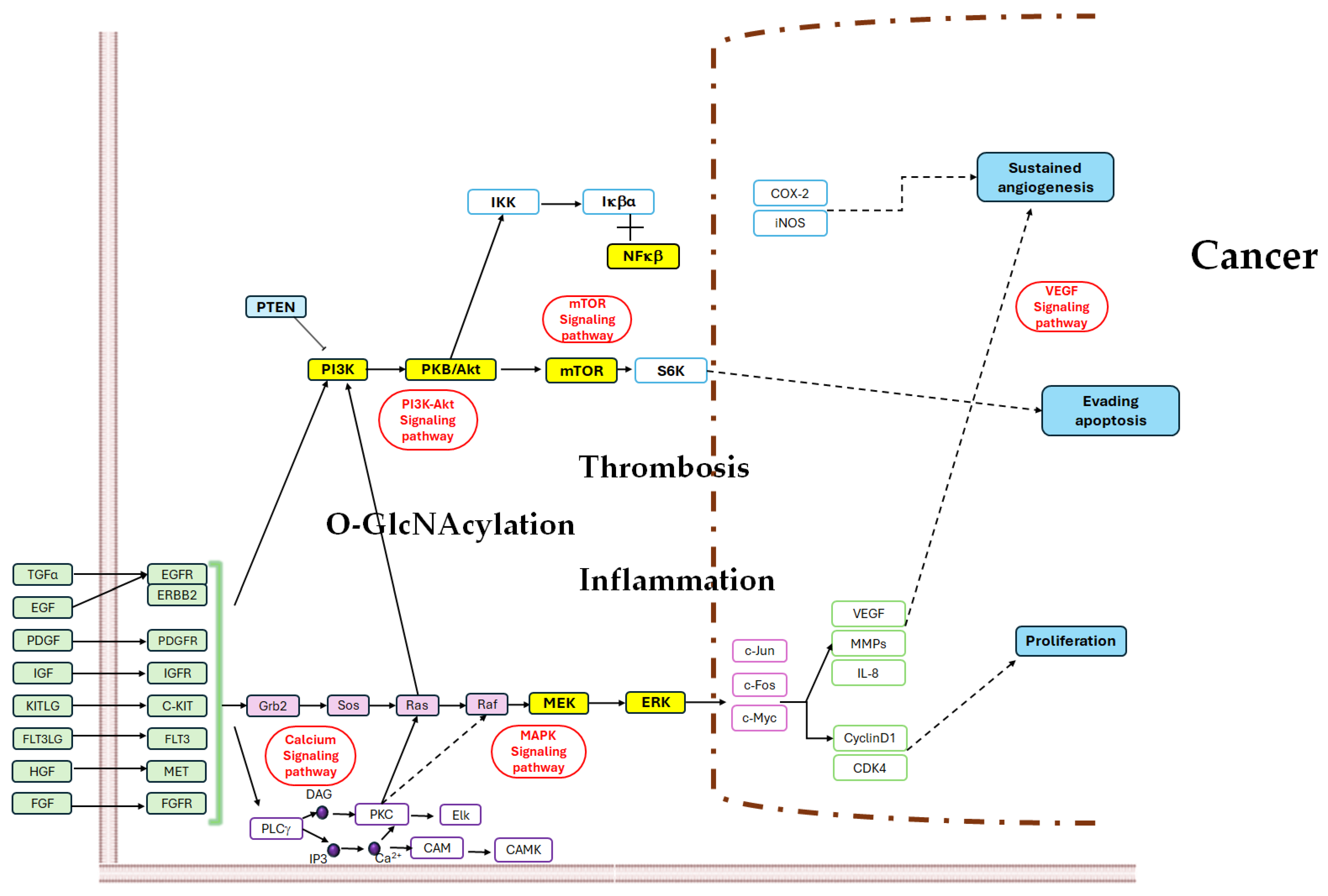 Ijms 25 09896 g003 Ijms 25 09896 g003