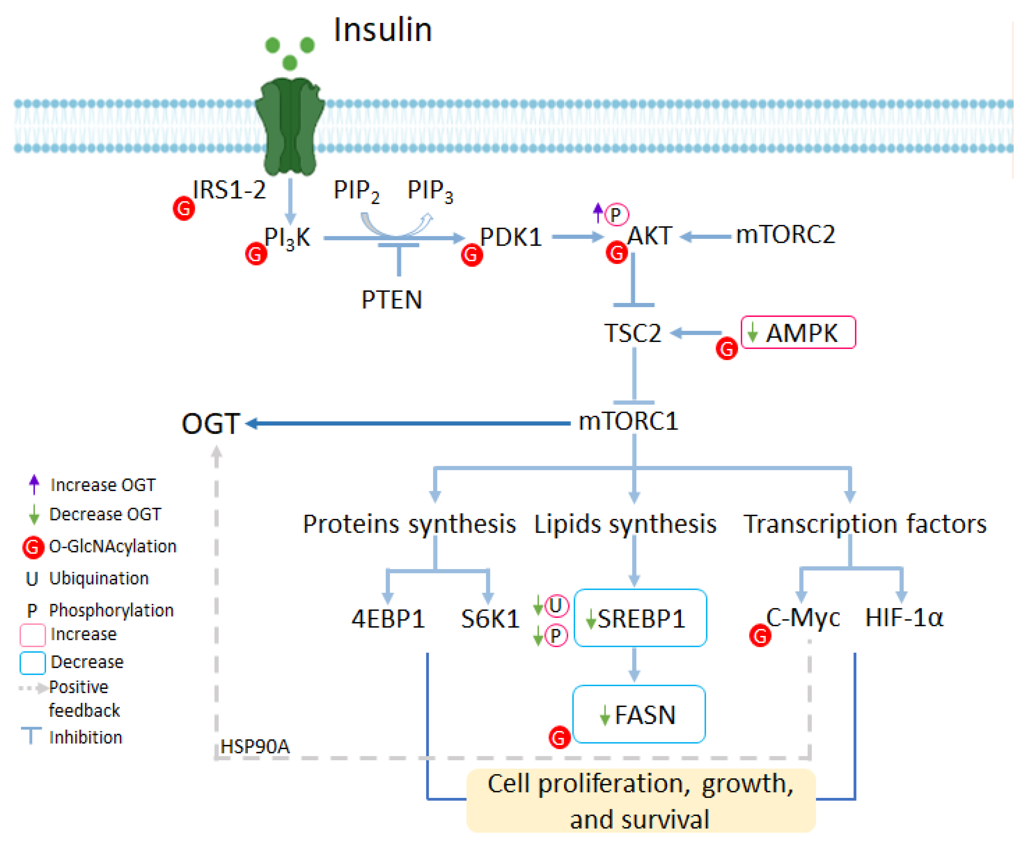 Ijms 25 09896 g004 Ijms 25 09896 g004
