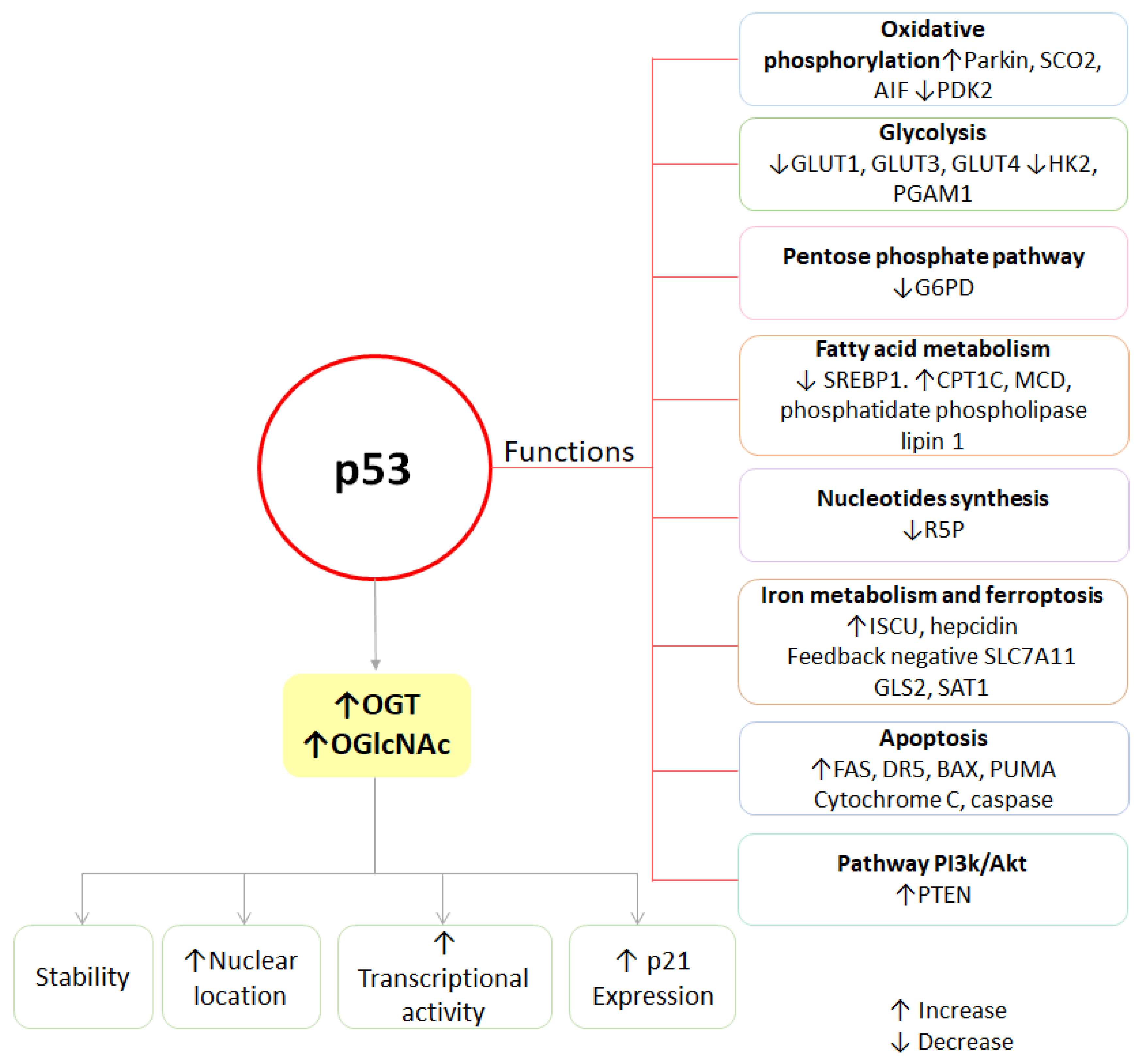 Ijms 25 09896 g005 Ijms 25 09896 g005