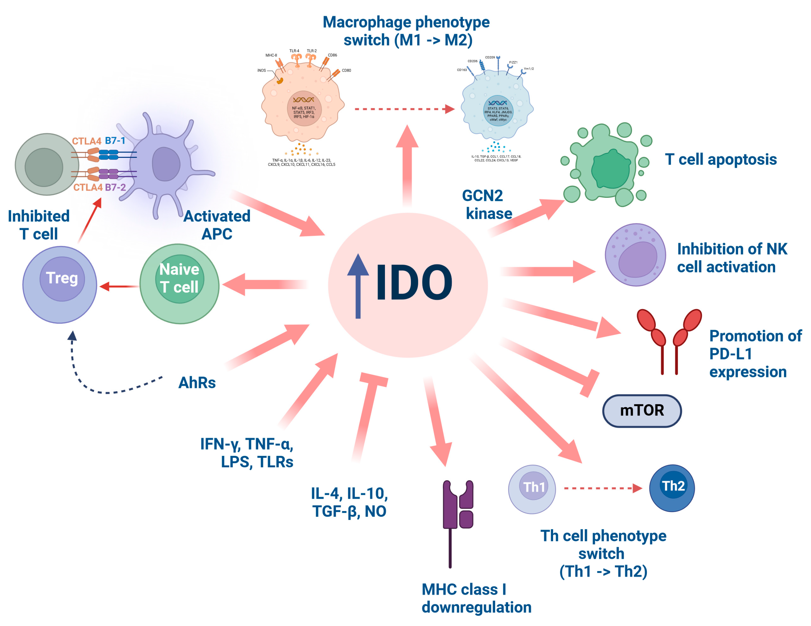 Ijms 25 09940 g002 Ijms 25 09940 g002