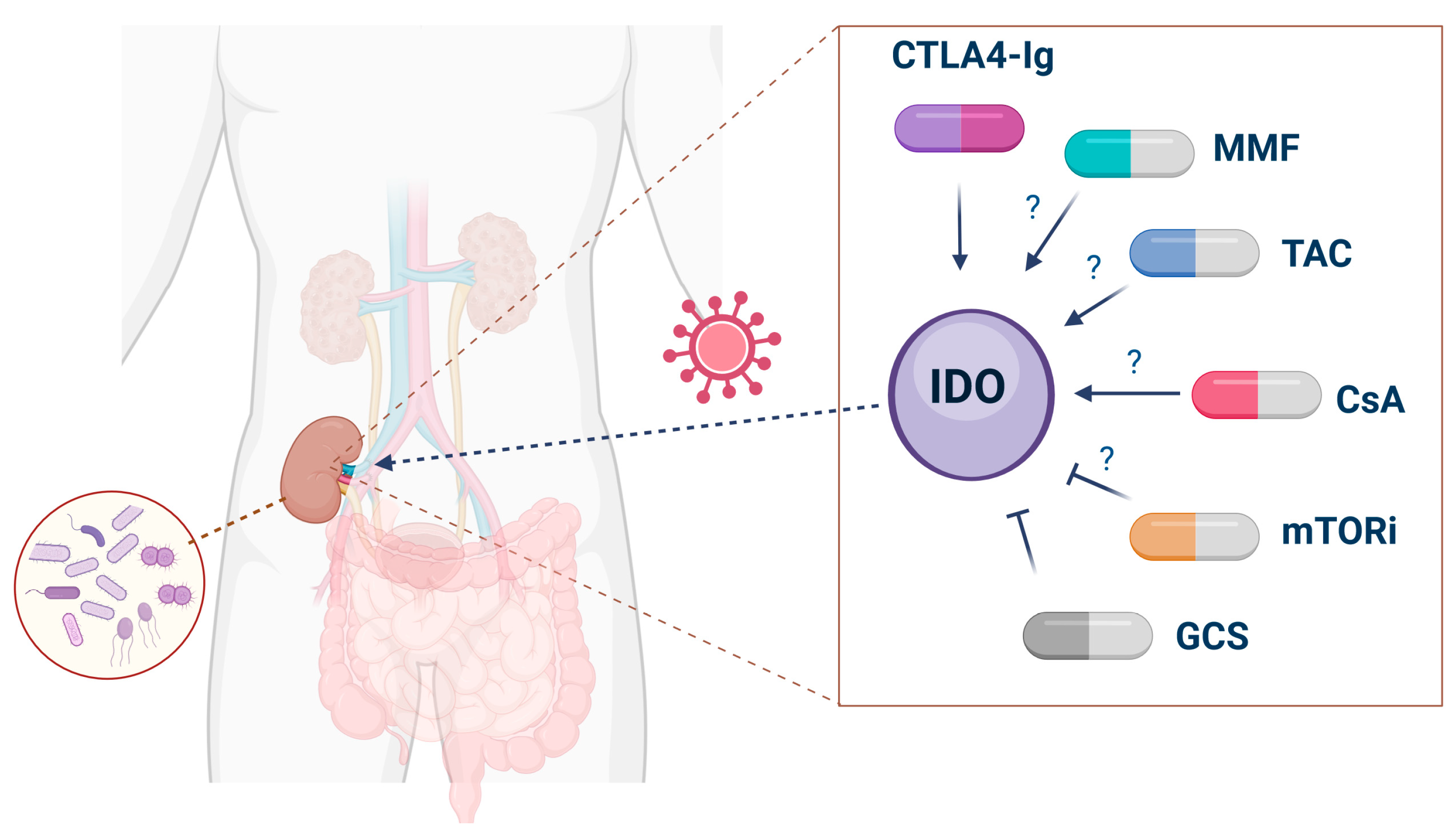 Ijms 25 09940 g003 Ijms 25 09940 g003