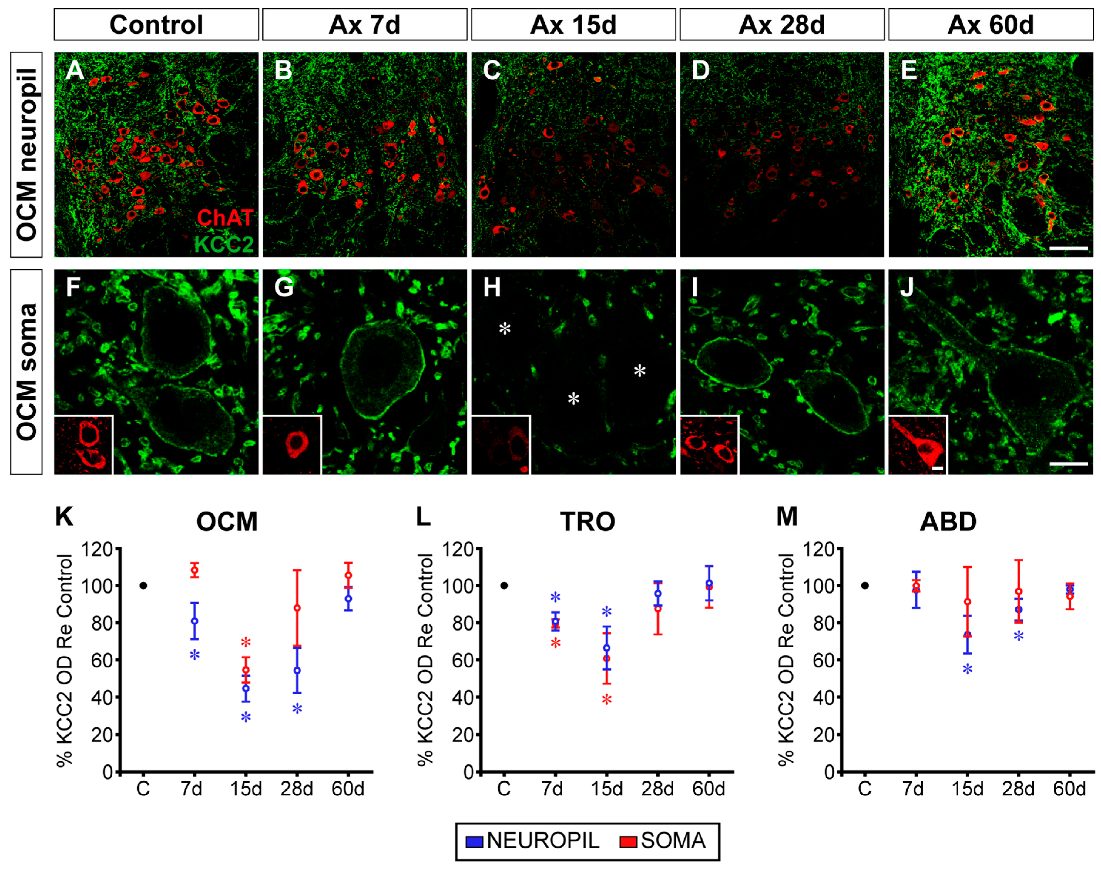 Ijms 25 09942 g001 Ijms 25 09942 g001